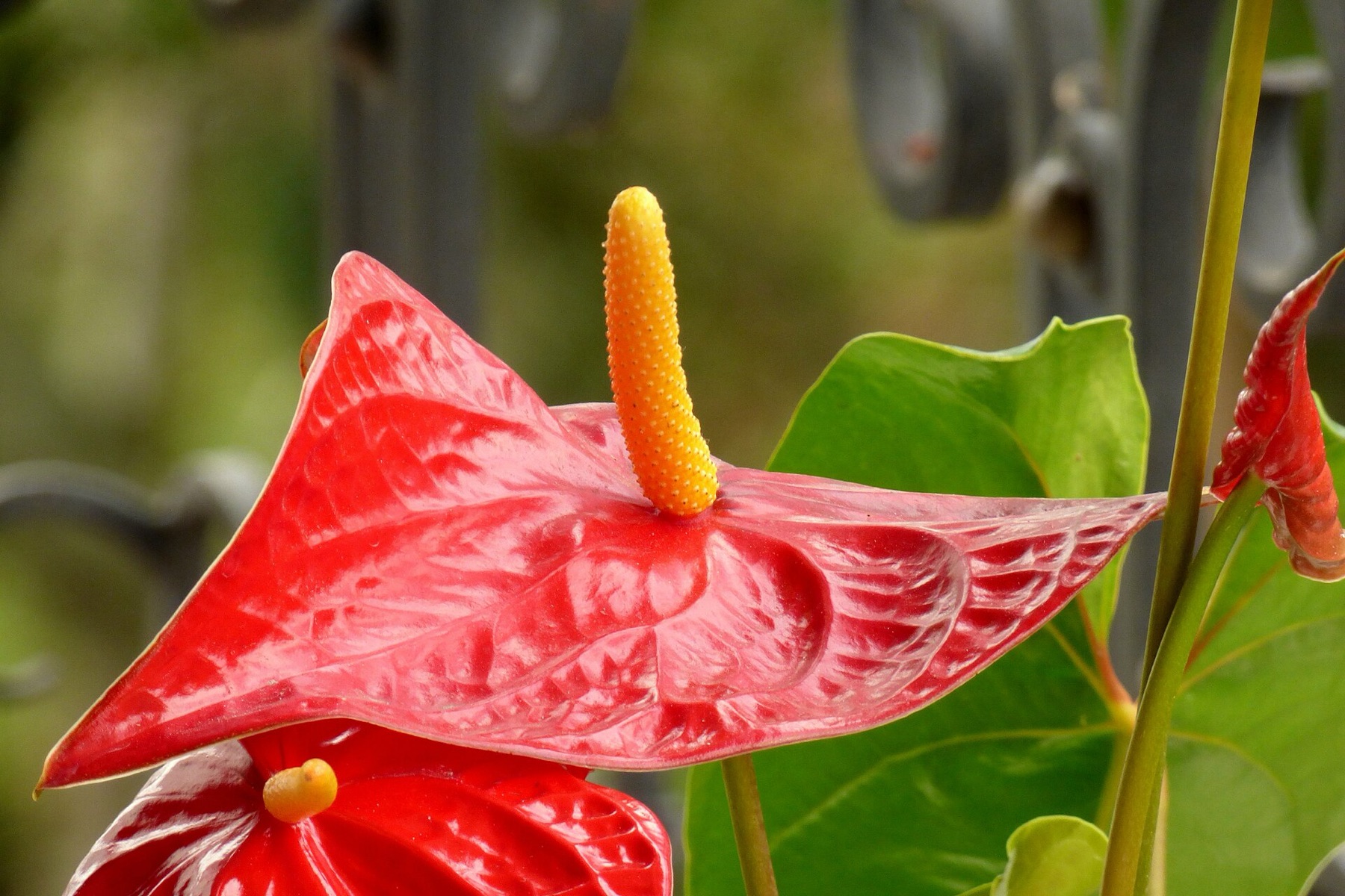 Anthurium — photo 21