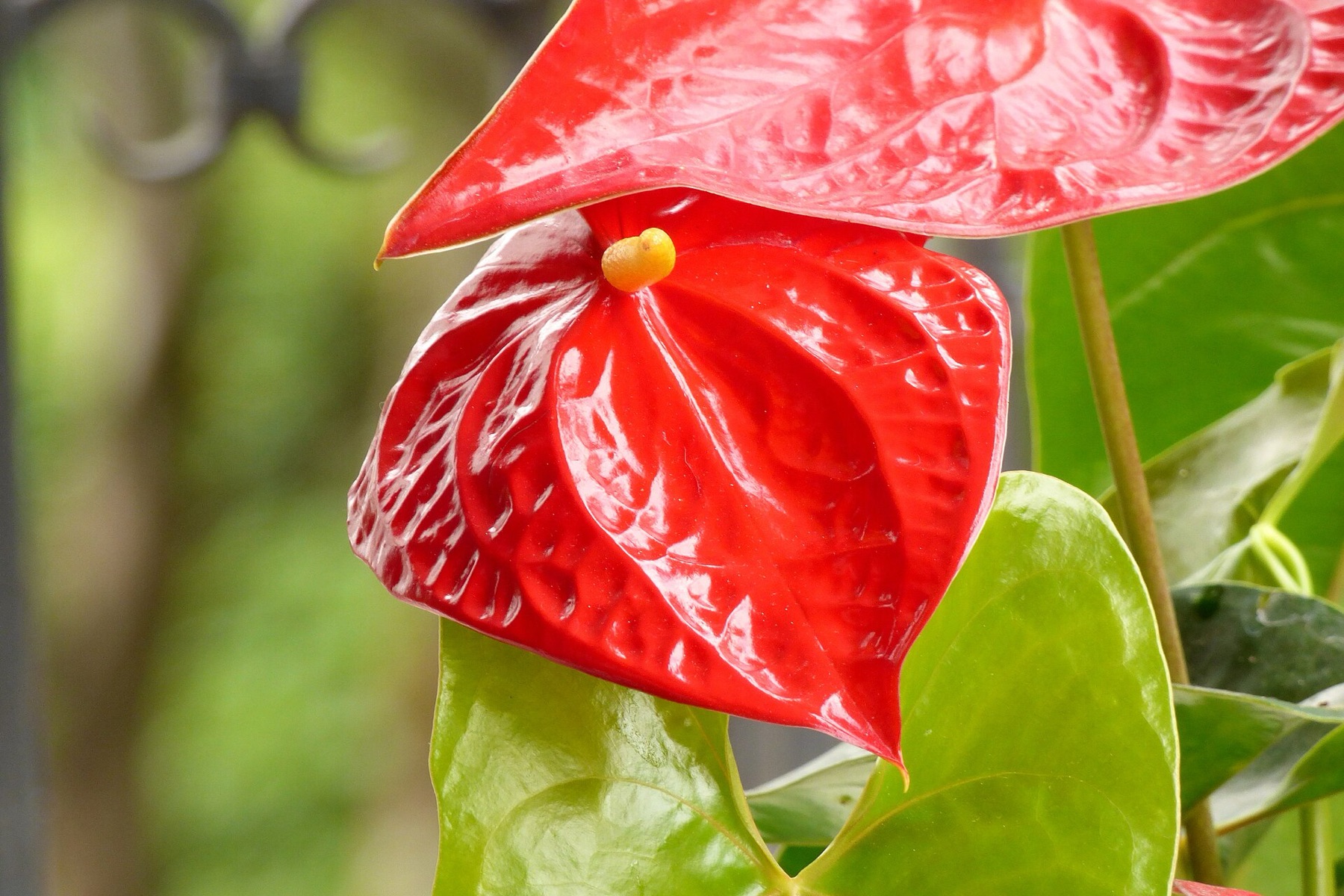 Anthurium — photo 22