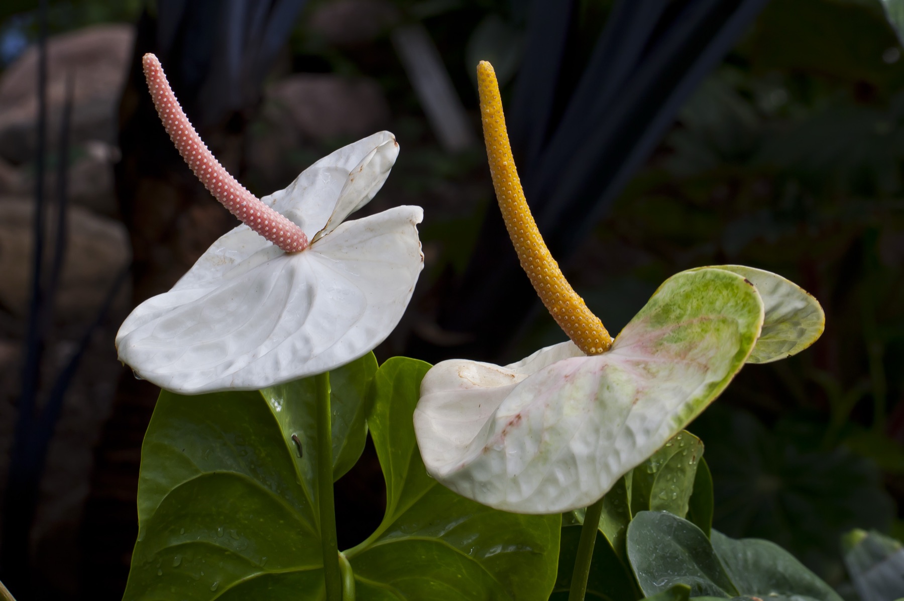 Anthurium — photo 23