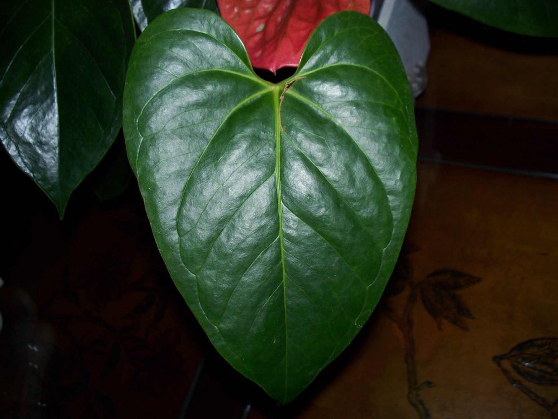 Anthurium — photo 1