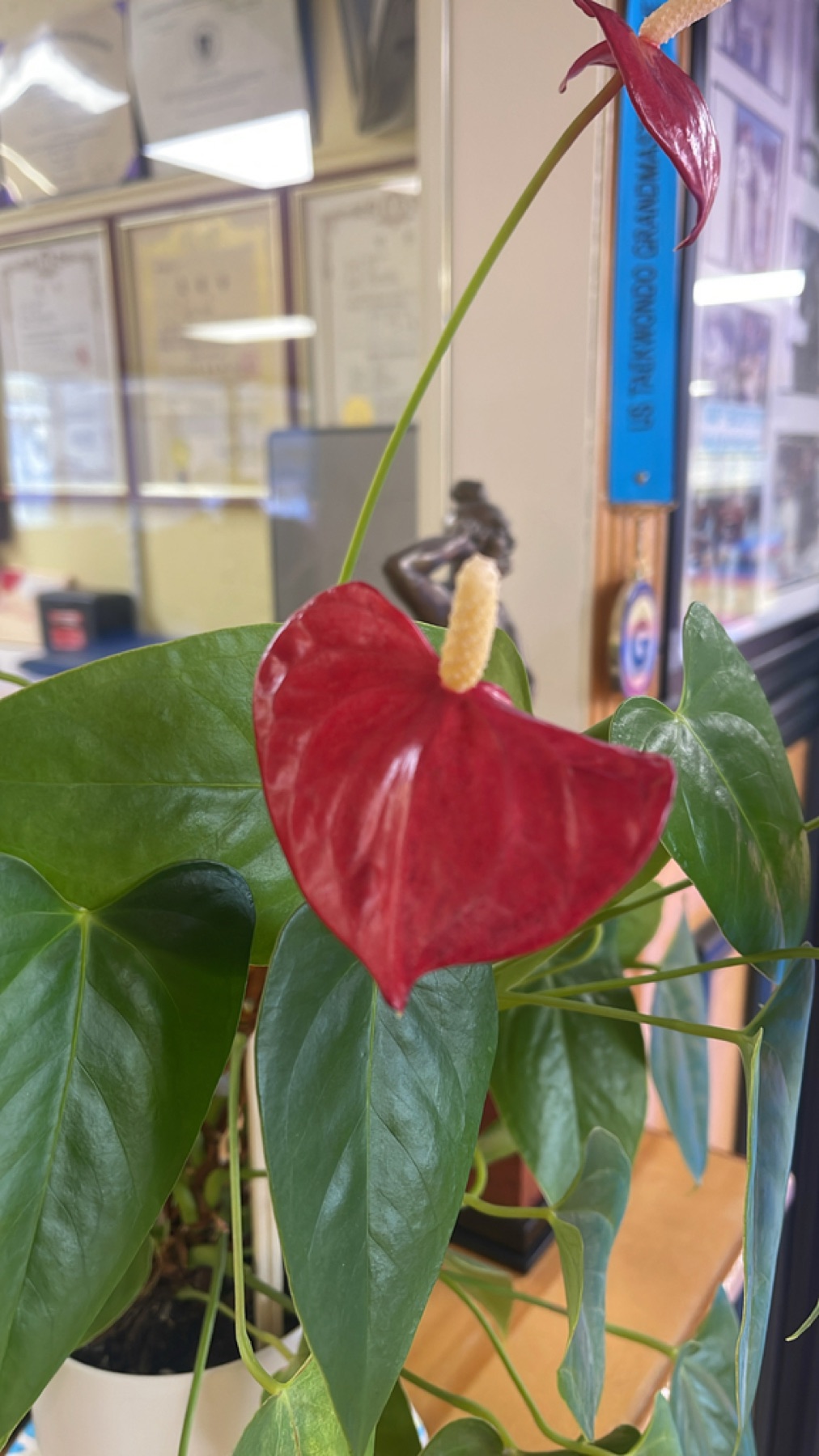 Anthurium — photo 2