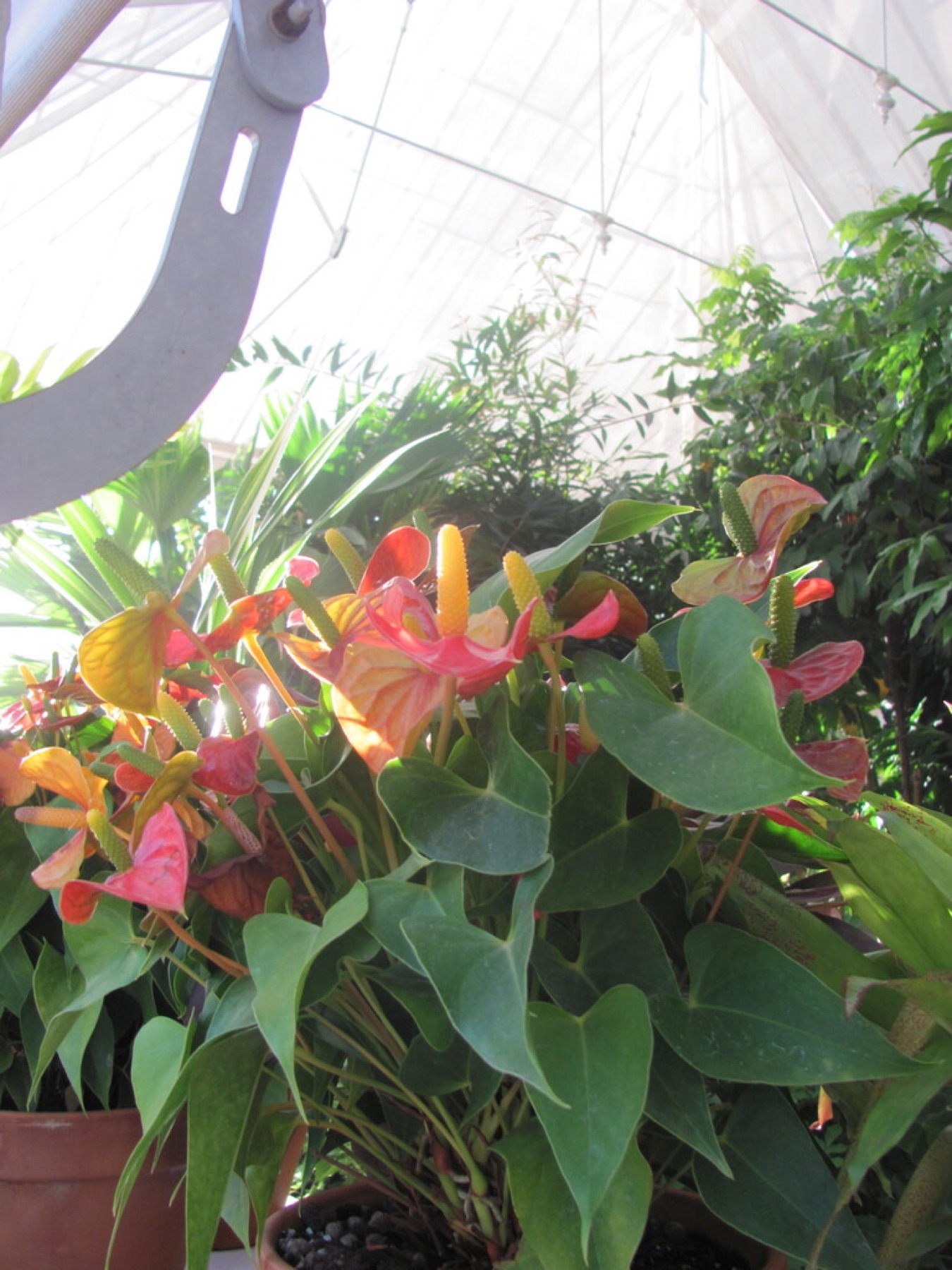 Anthurium — photo 3