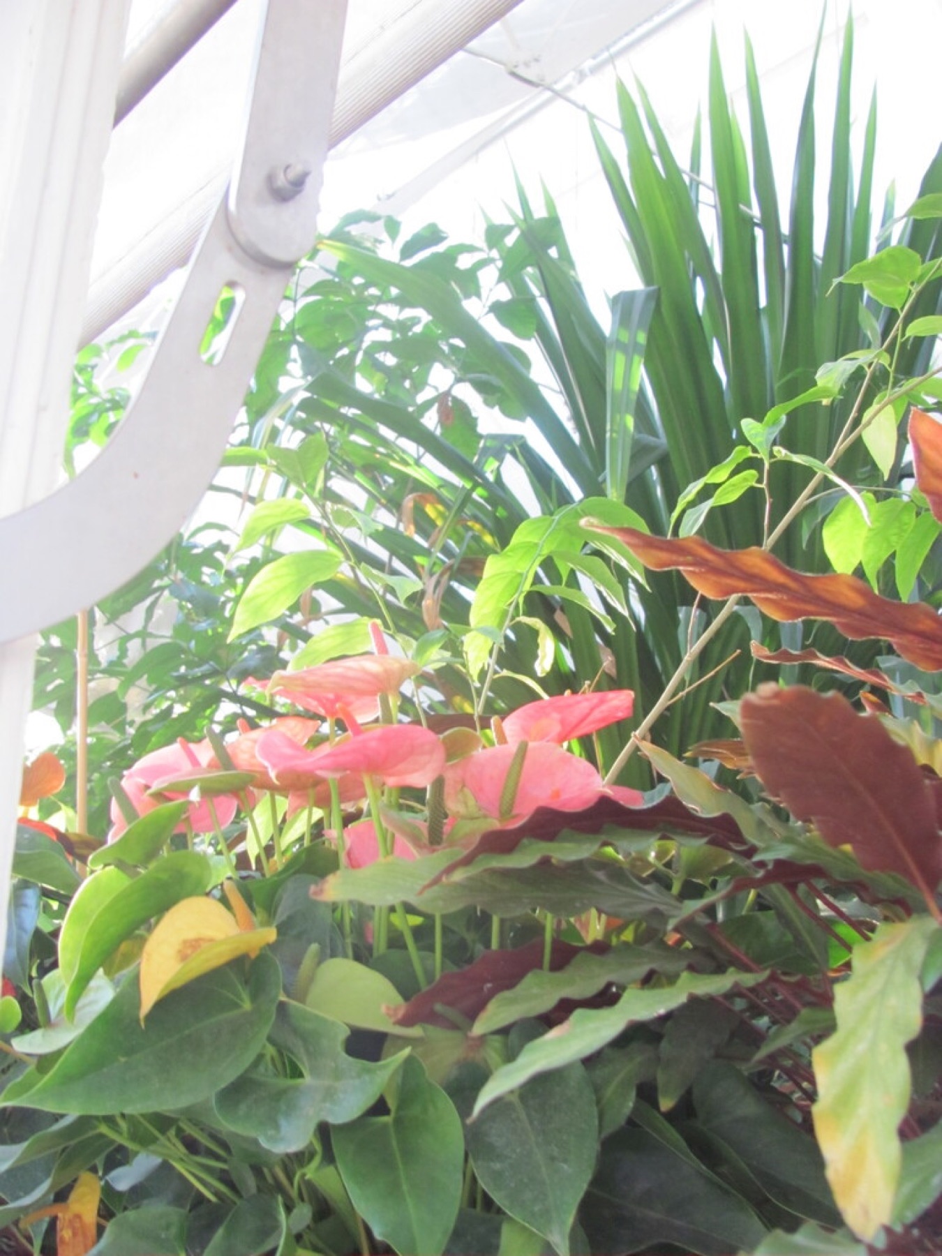 Anthurium — photo 4