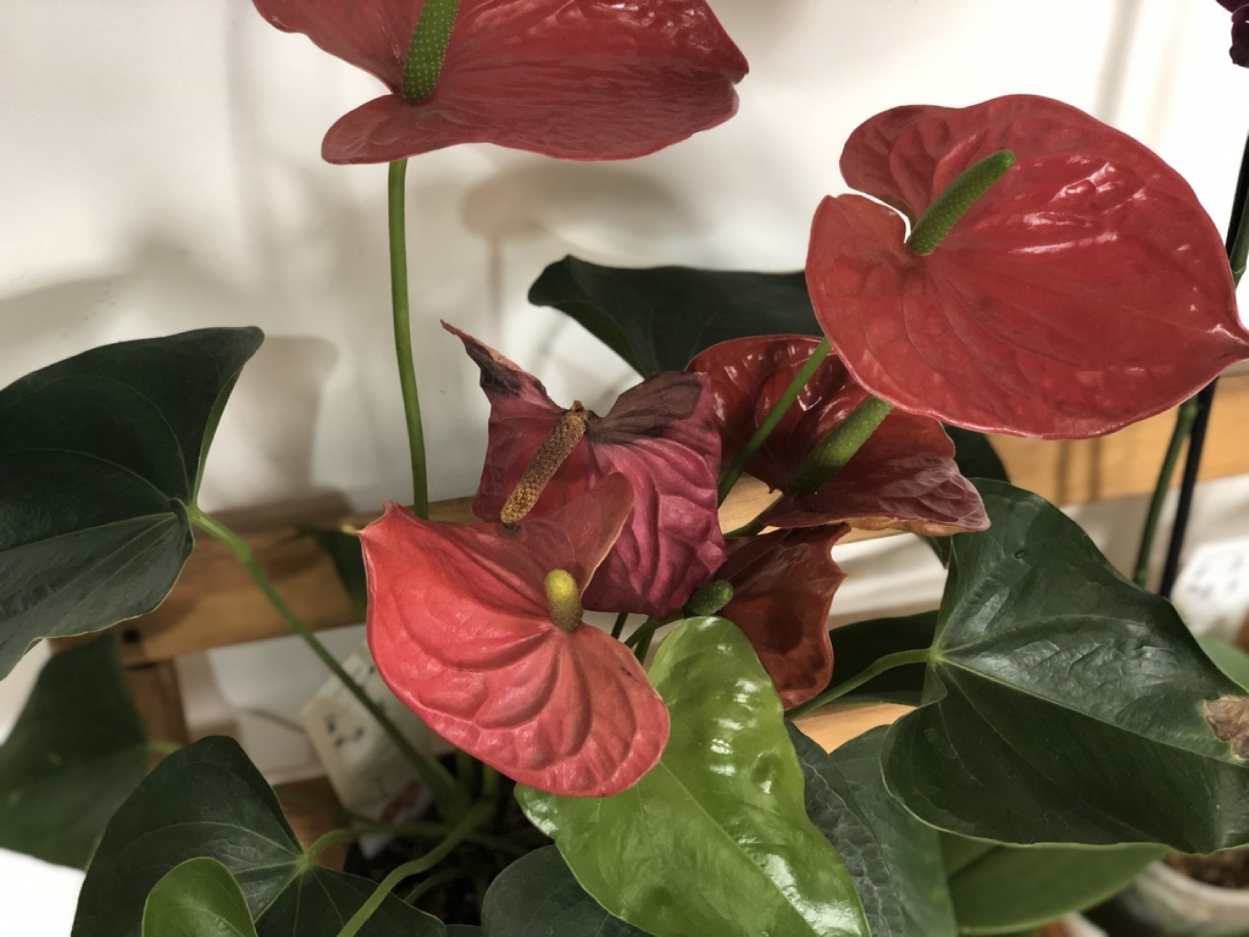 Anthurium — photo 5
