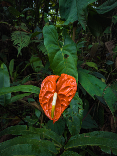 Anthurium — photo 24