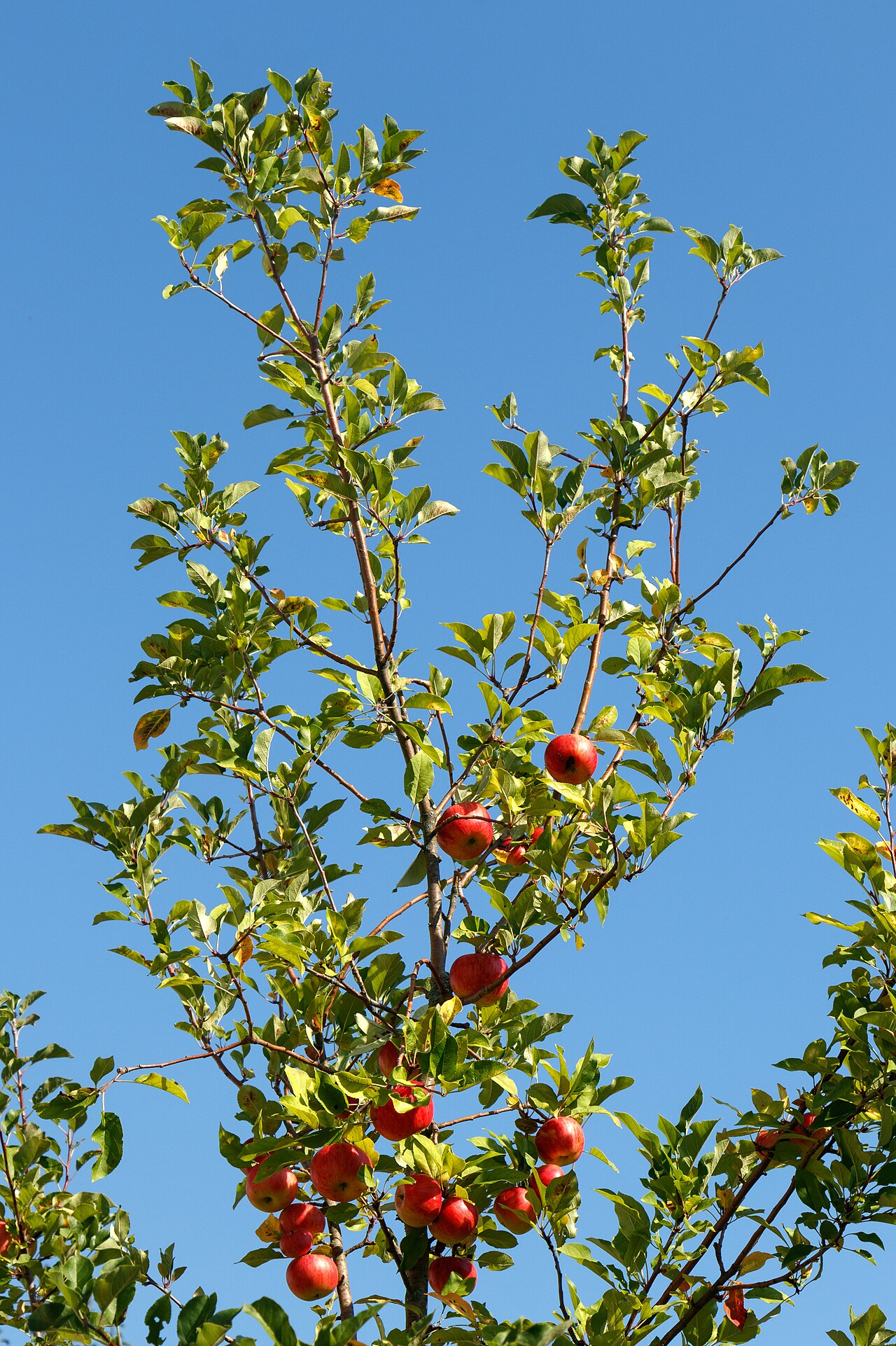 Apple — photo 1