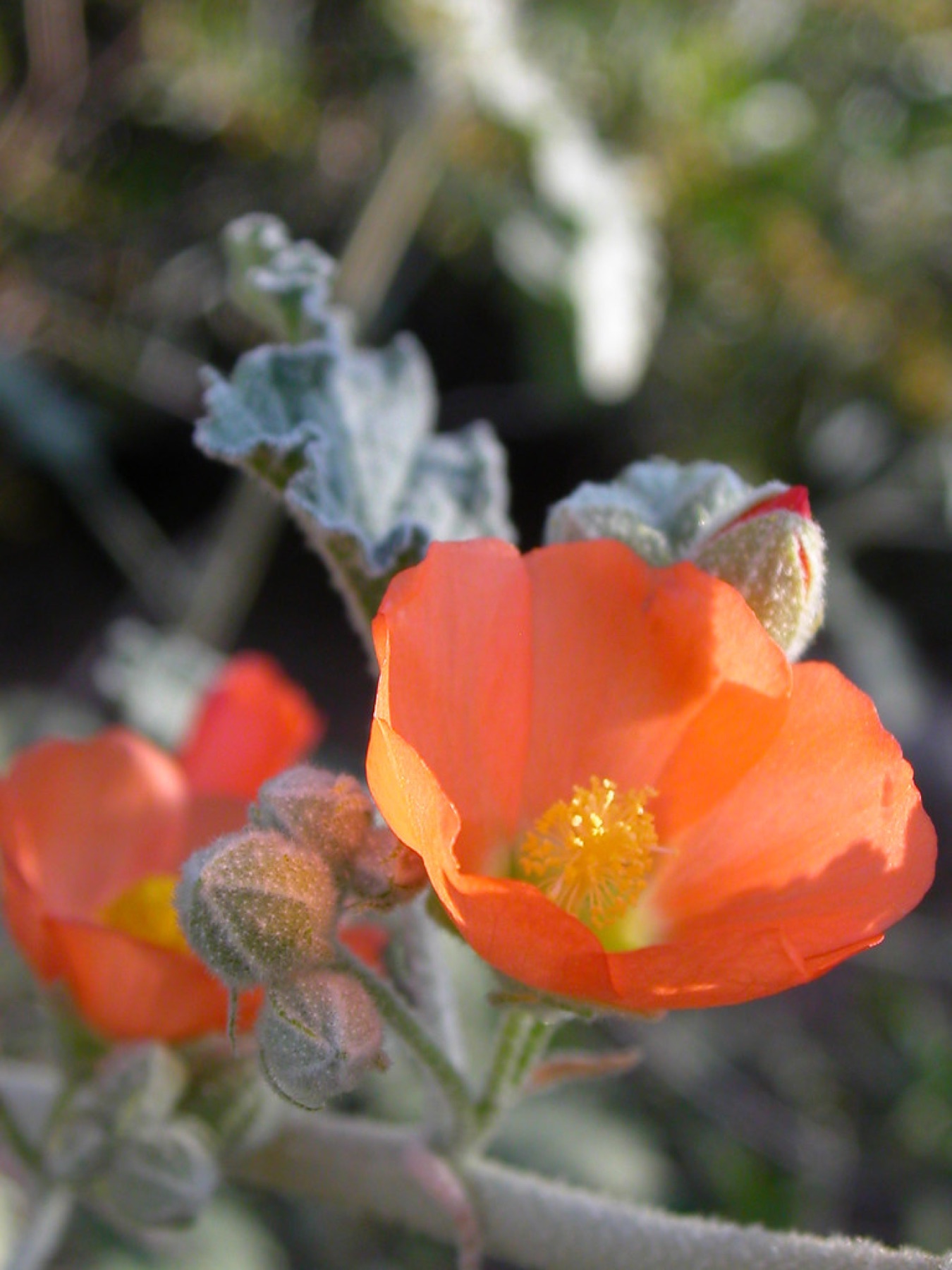 Apricot Globemallow — photo 6