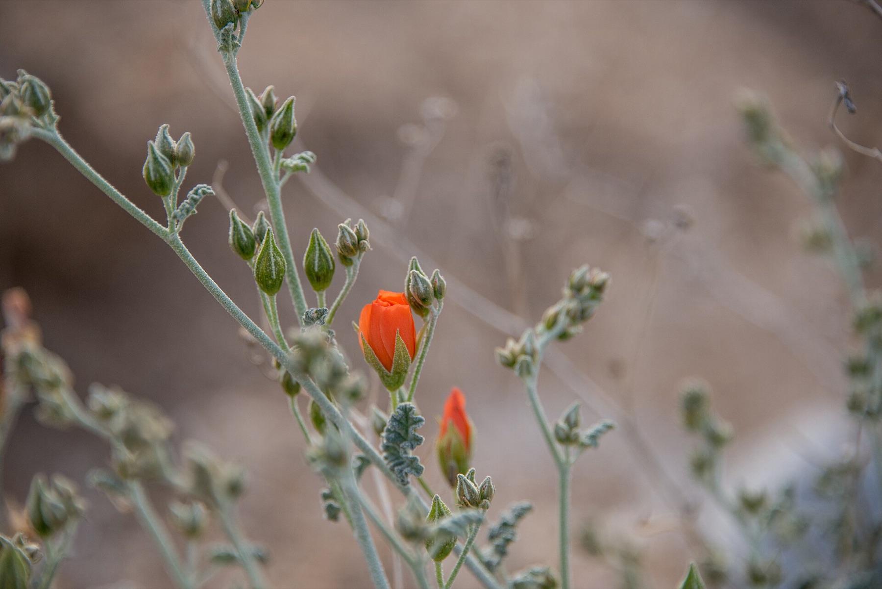 Apricot Globemallow — photo 7