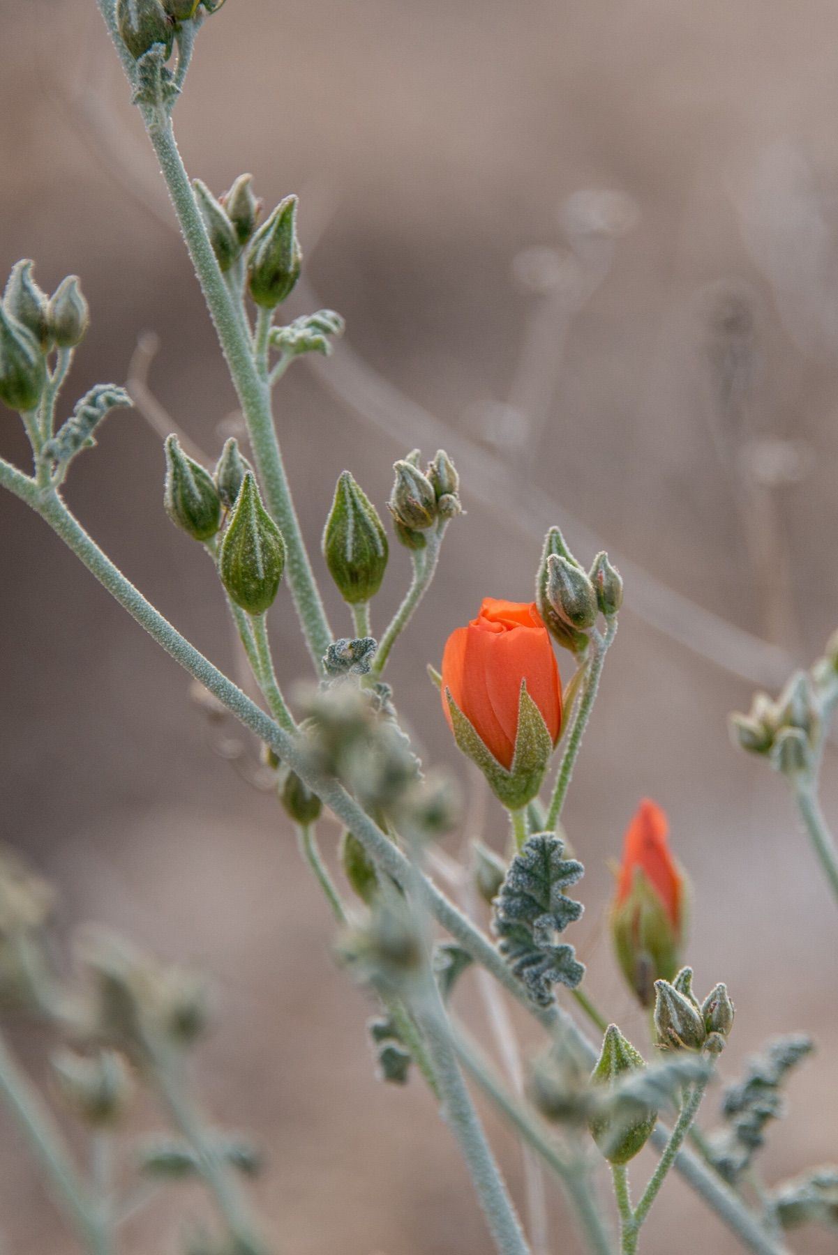 Apricot Globemallow — photo 8