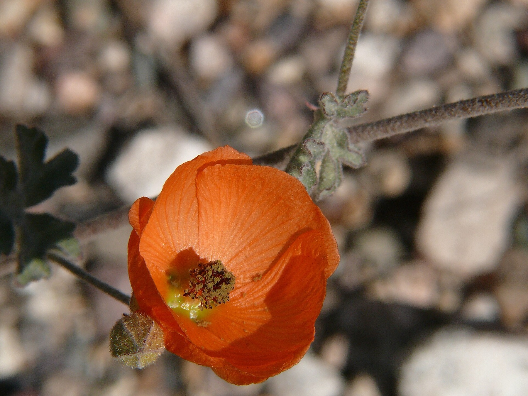 Apricot Globemallow — photo 9