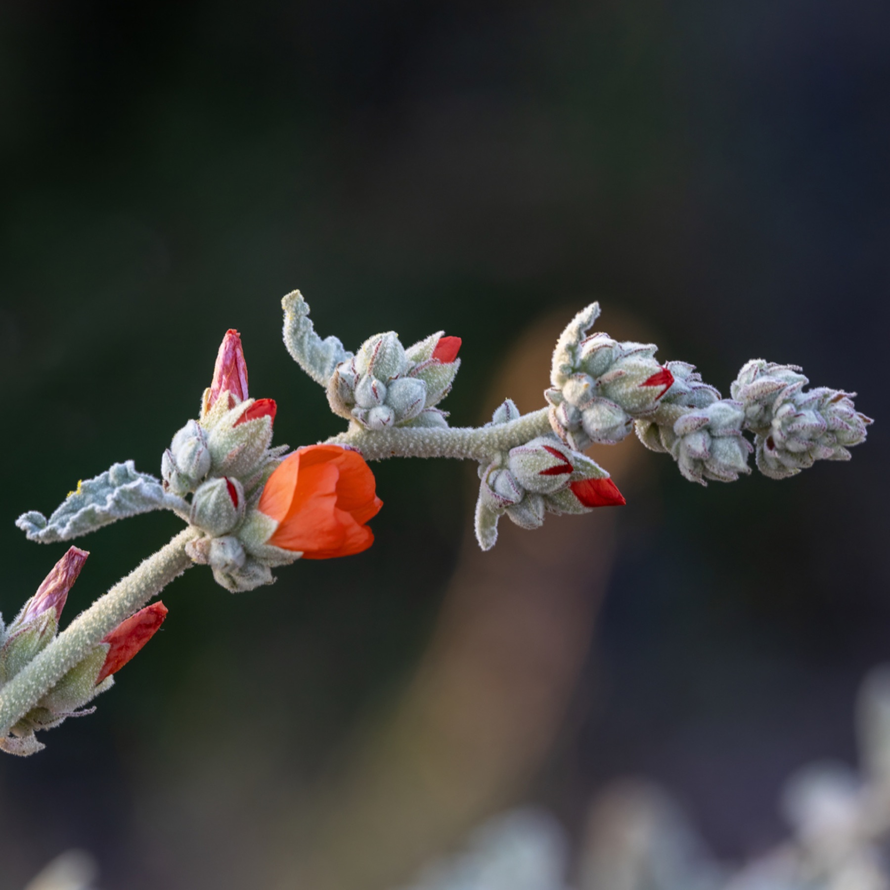 Apricot Globemallow — photo 10