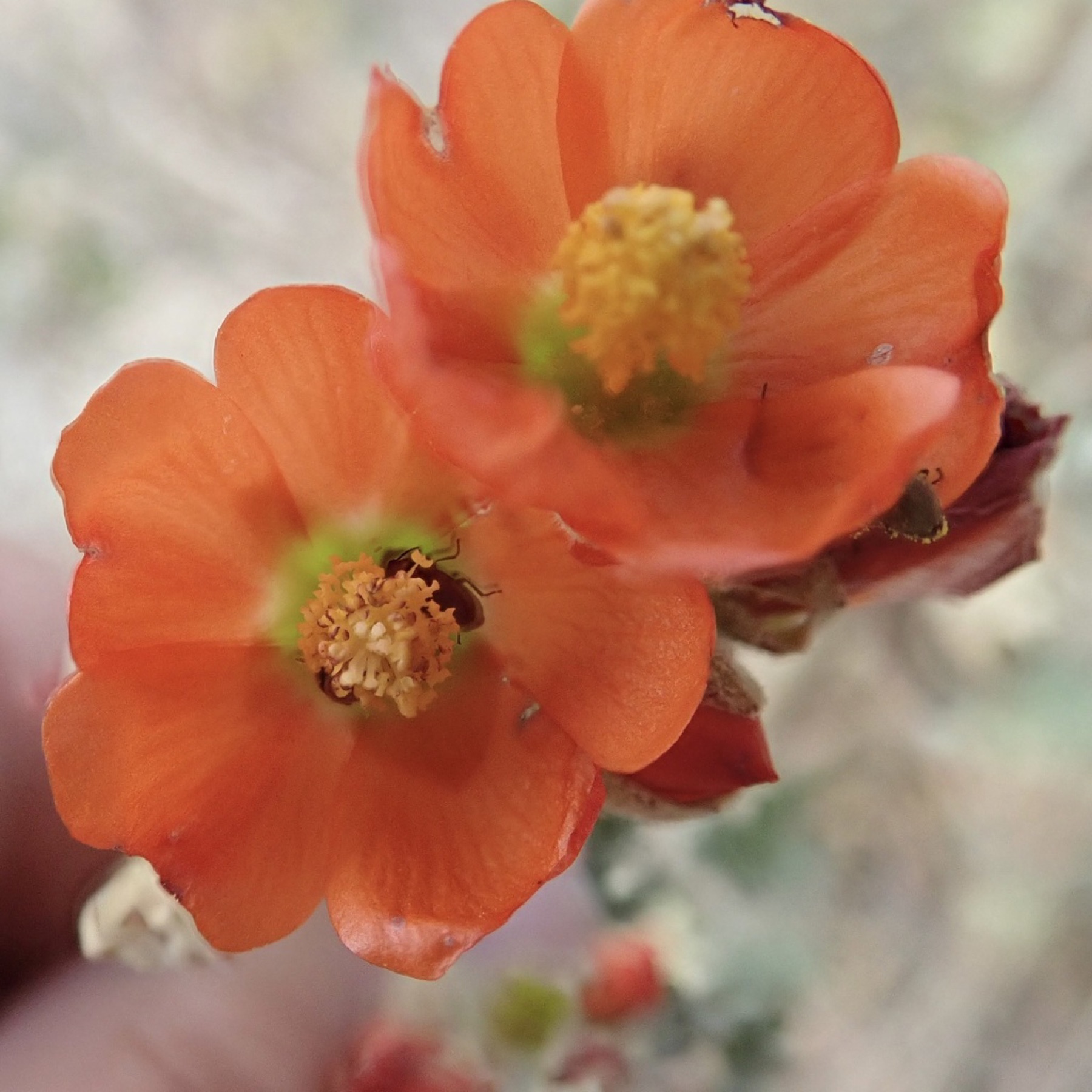 Apricot Globemallow — photo 11