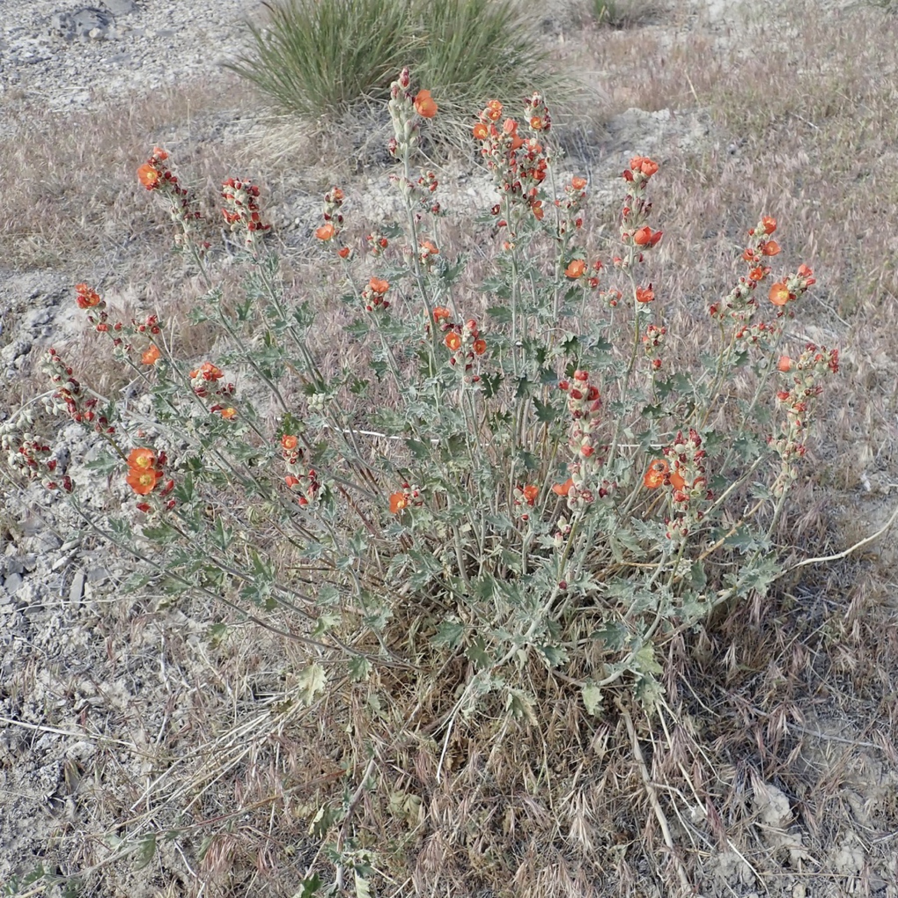Apricot Globemallow — photo 12