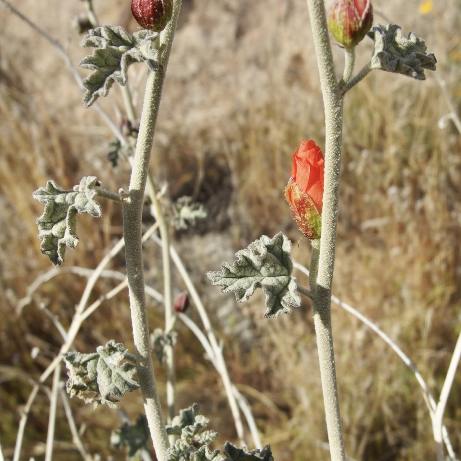 Apricot Globemallow — photo 13