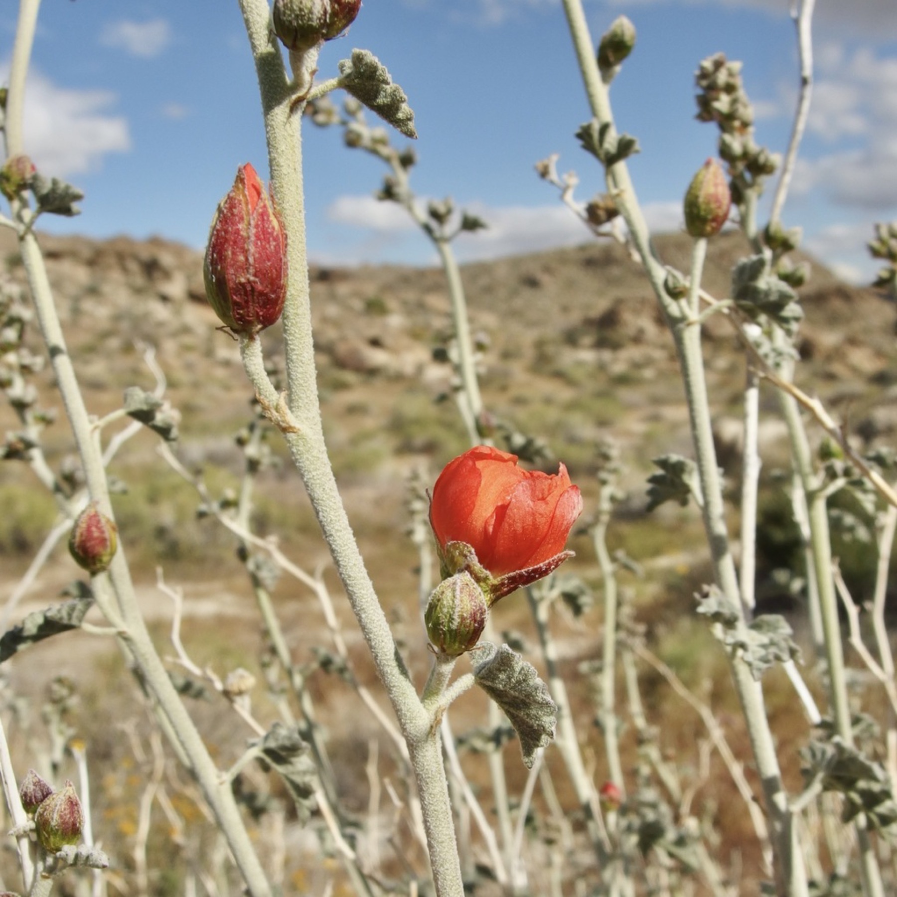 Apricot Globemallow — photo 14
