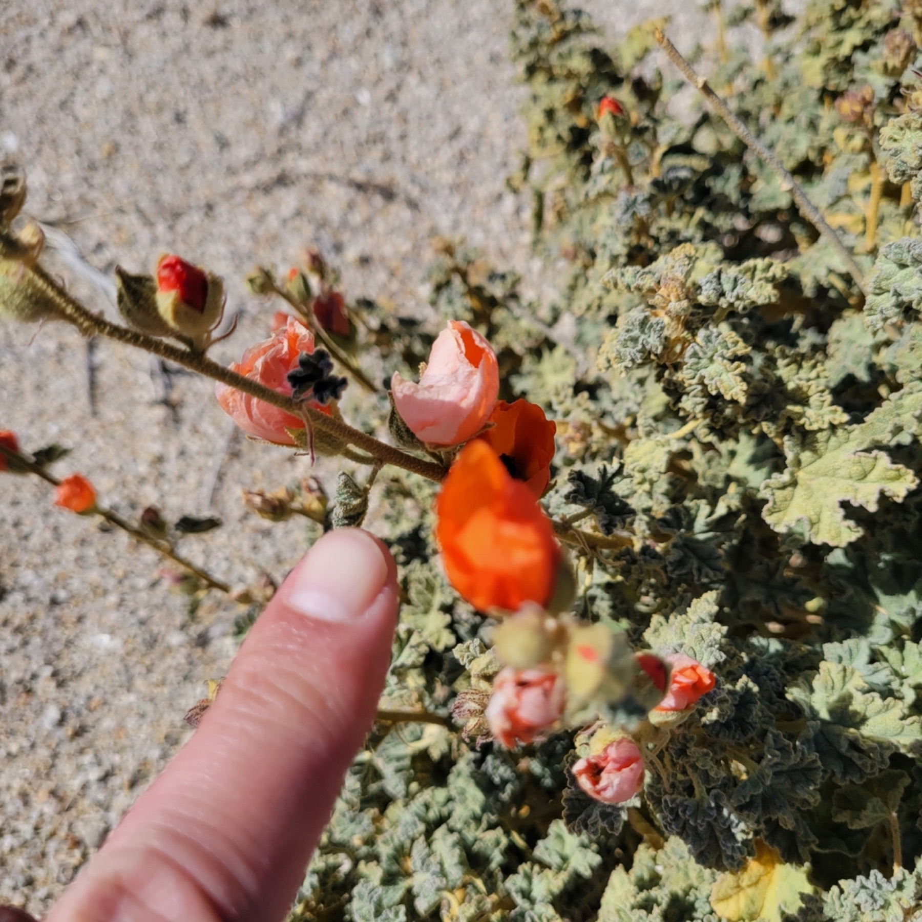 Apricot Globemallow — photo 15