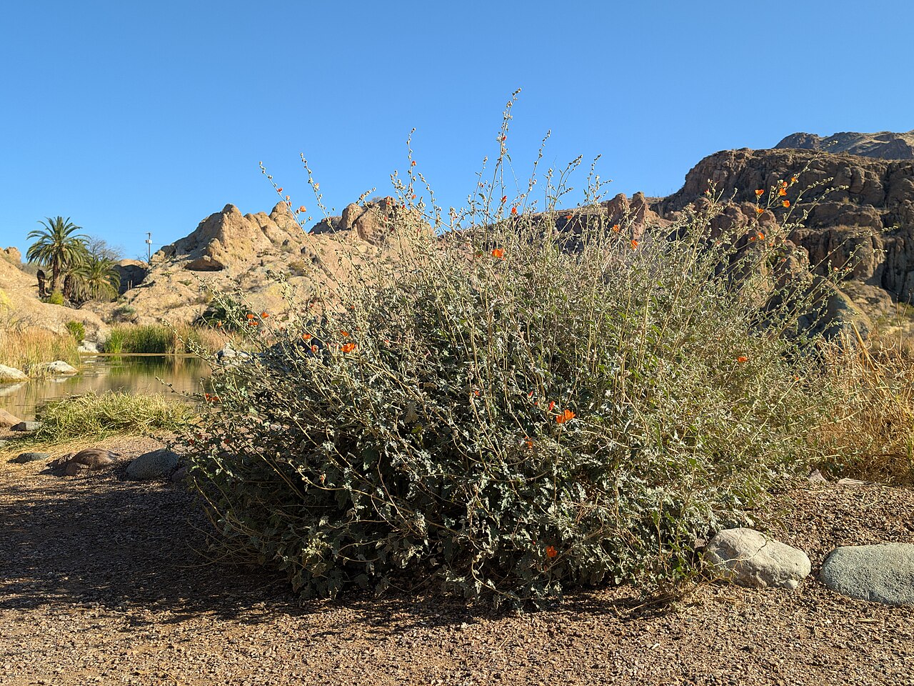 Apricot Globemallow — photo 22