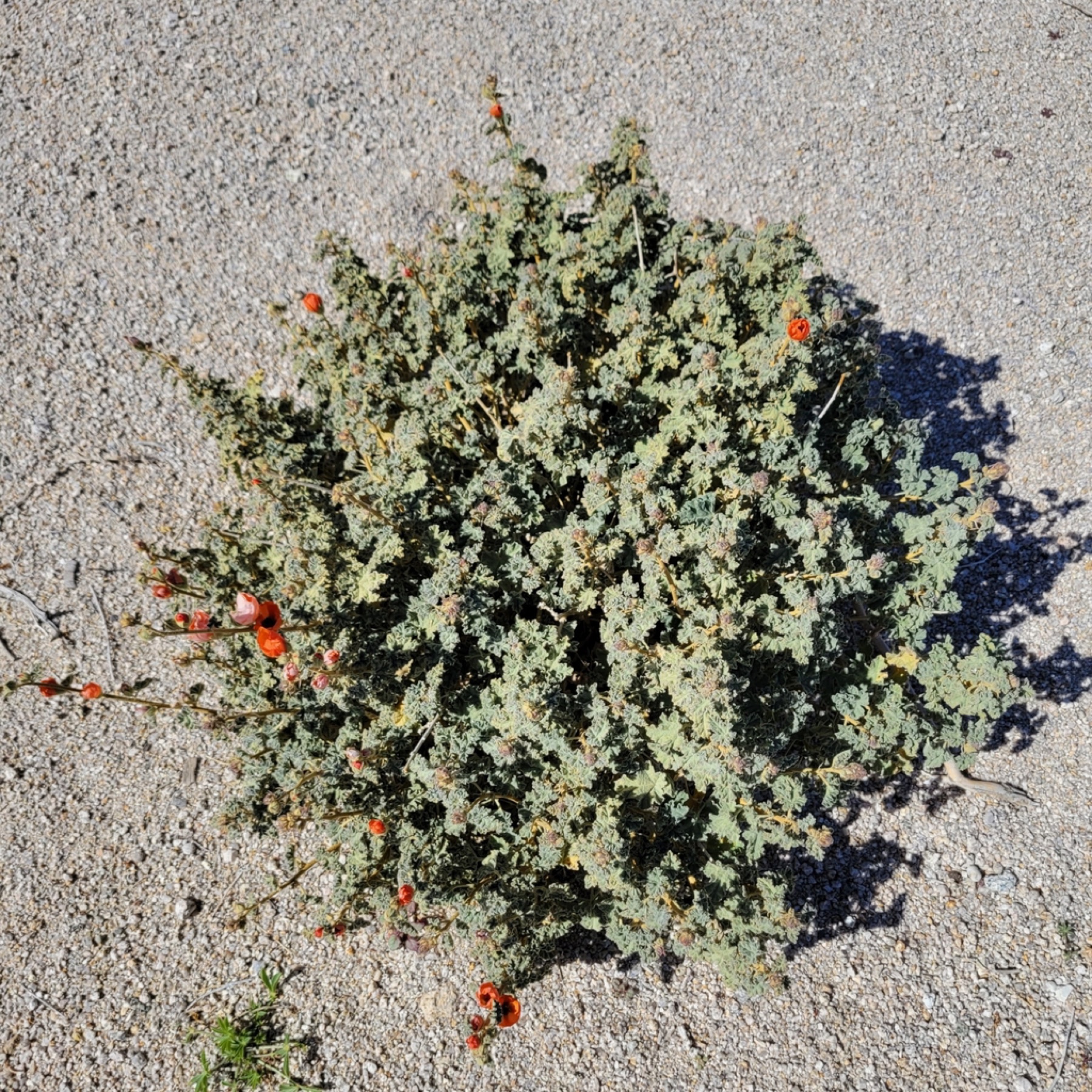 Apricot Globemallow — photo 16