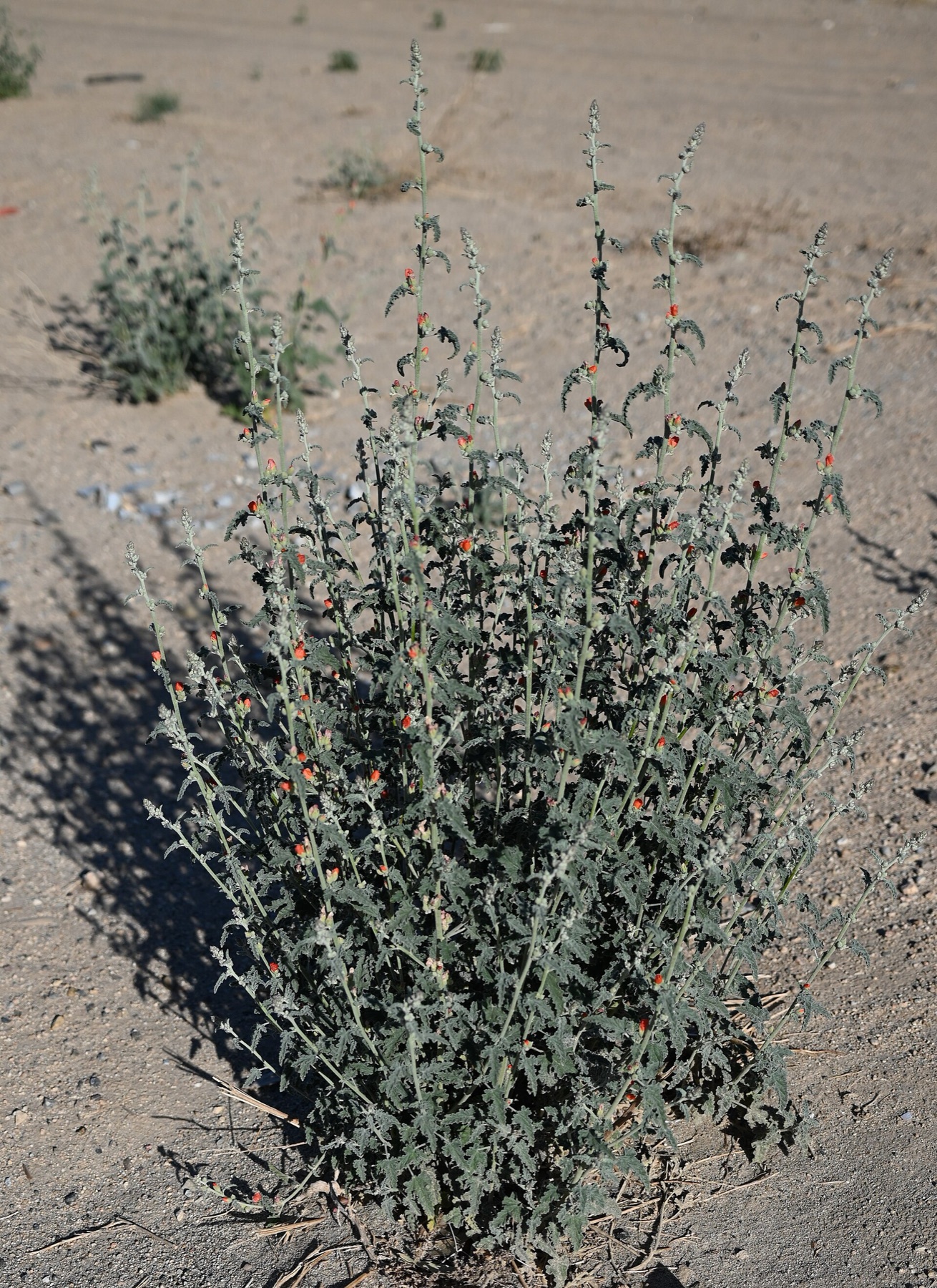 Apricot Globemallow — photo 17
