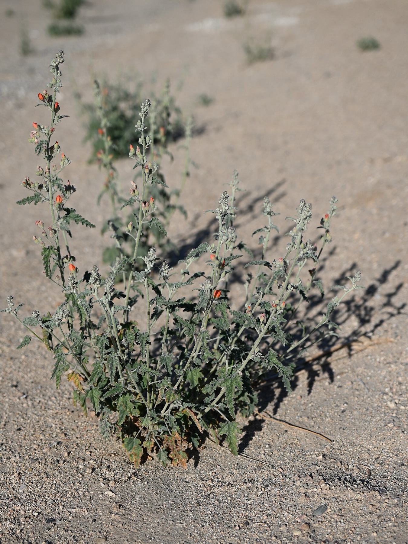 Apricot Globemallow — photo 18