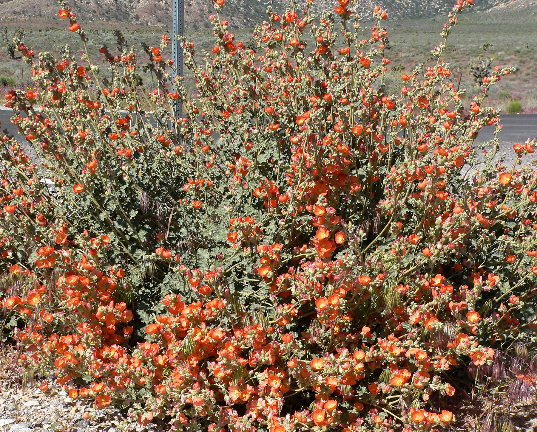 Apricot Globemallow — photo 19
