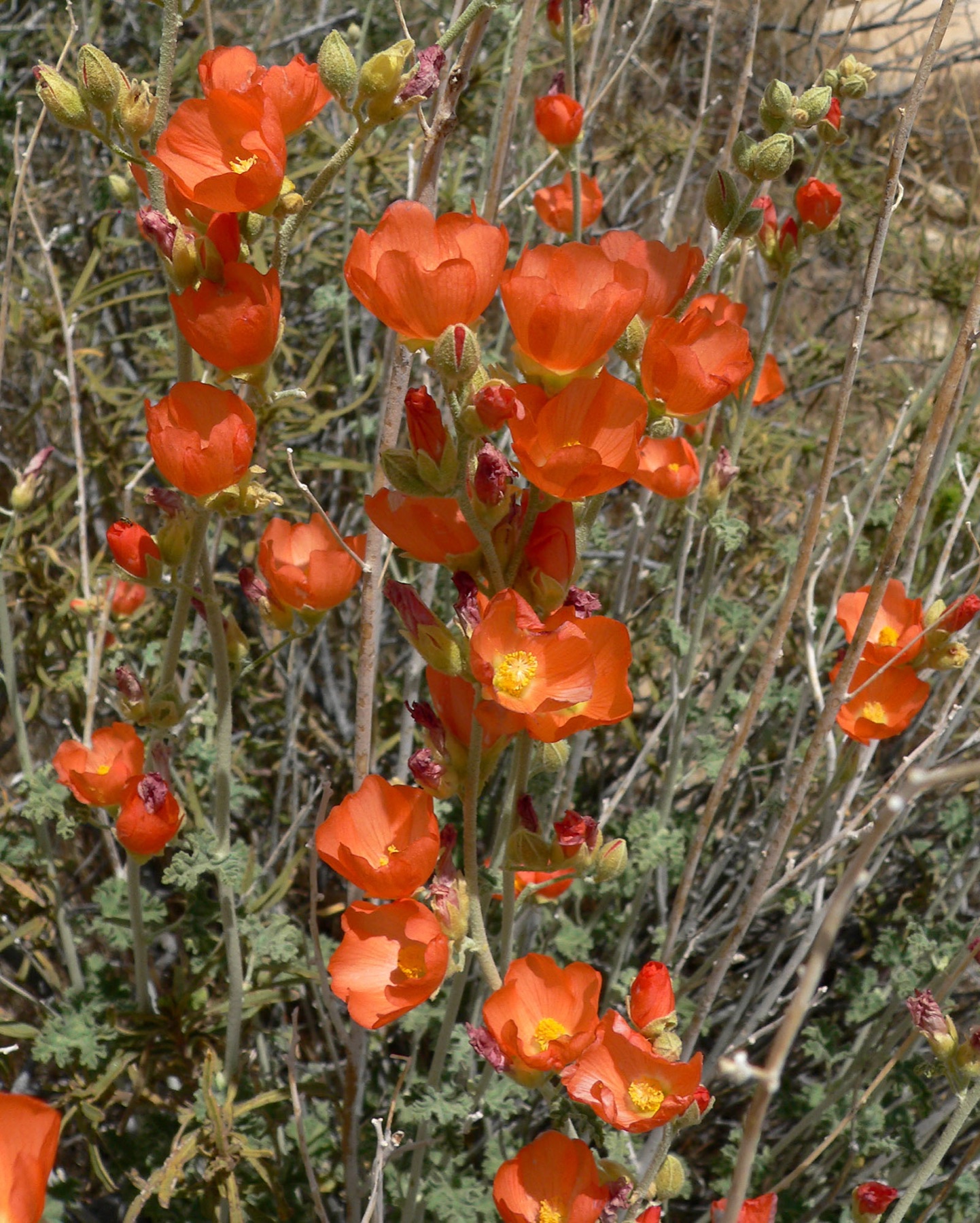 Apricot Globemallow — photo 20