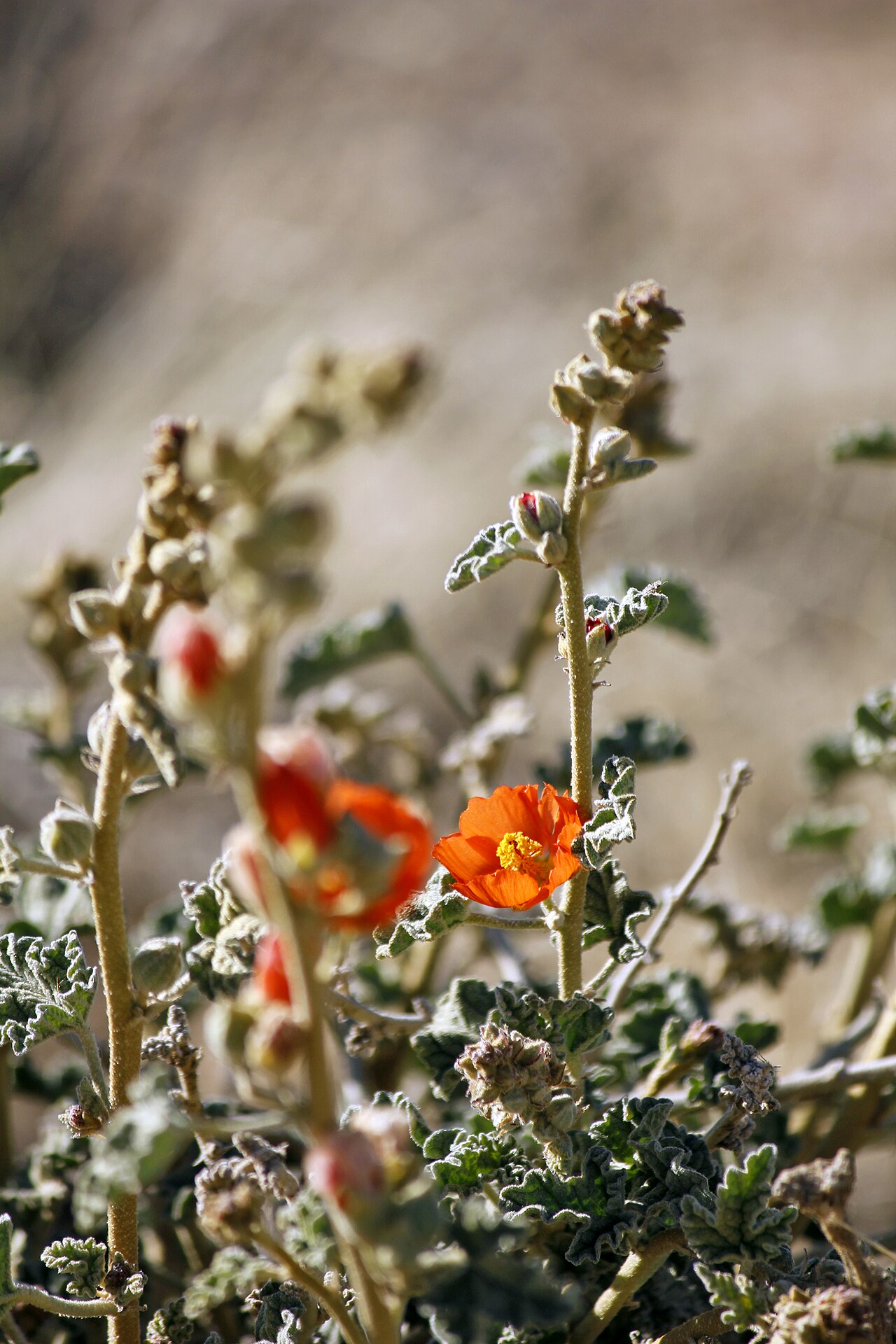 Apricot Globemallow — photo 23