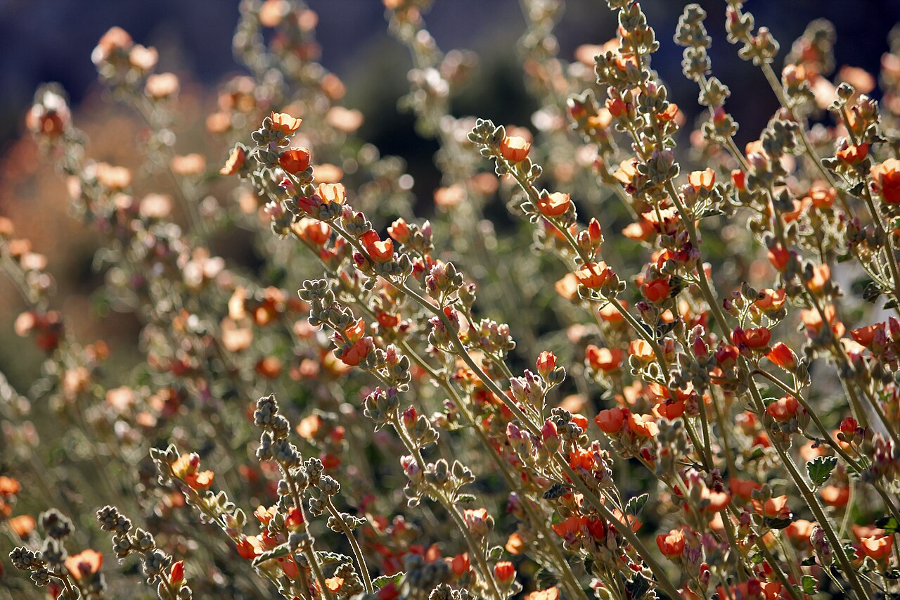 Apricot Globemallow — photo 24