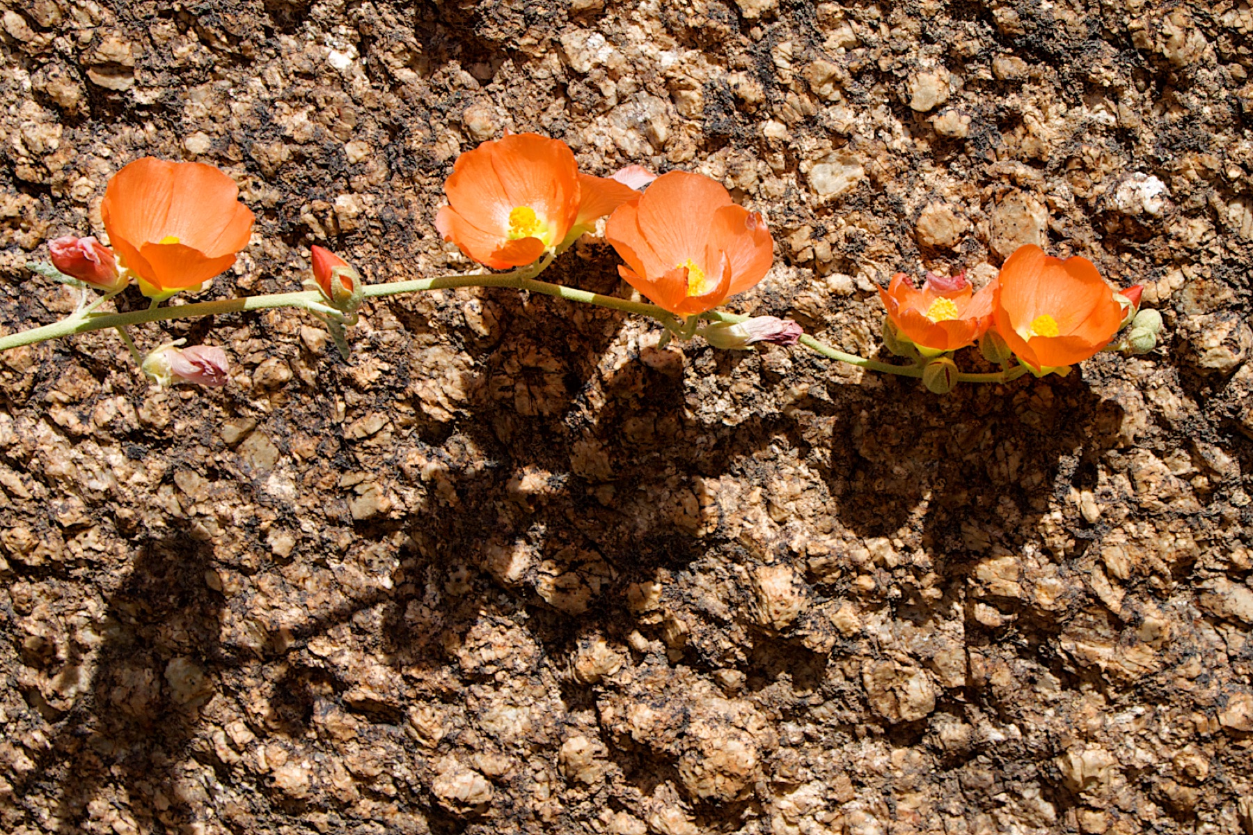 Apricot Globemallow