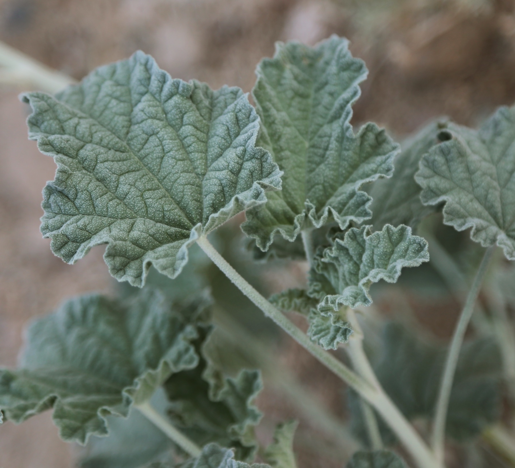 Apricot Globemallow — photo 2