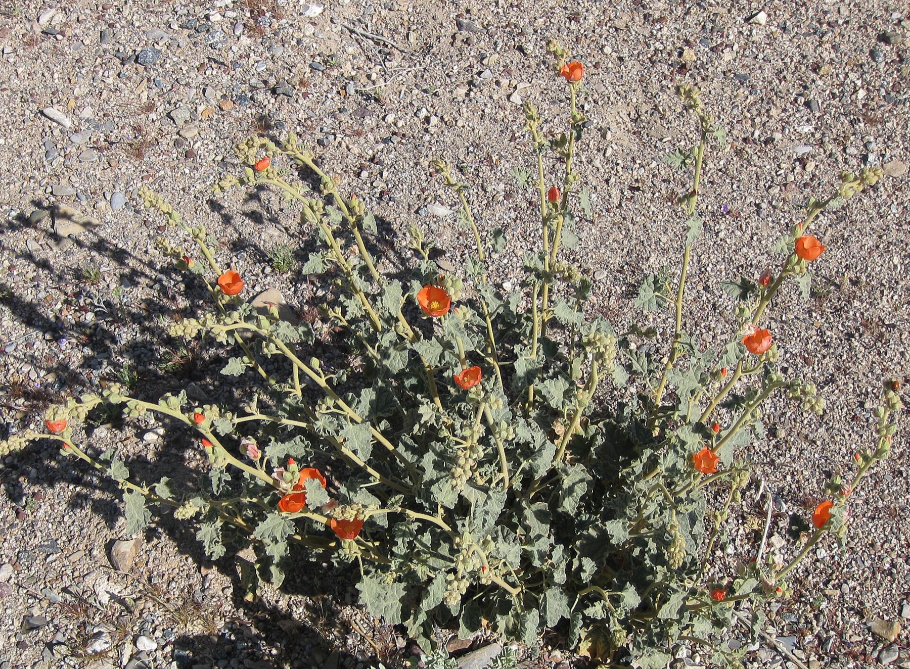 Apricot Globemallow — photo 3