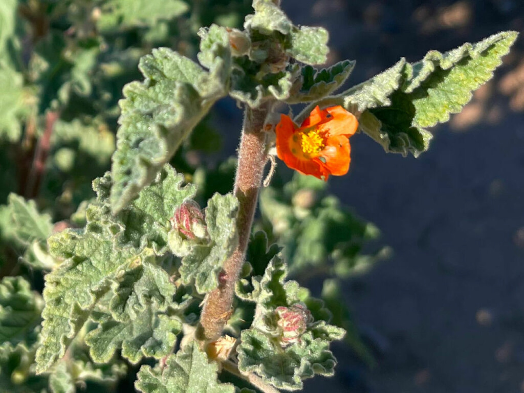 Apricot Globemallow — photo 4