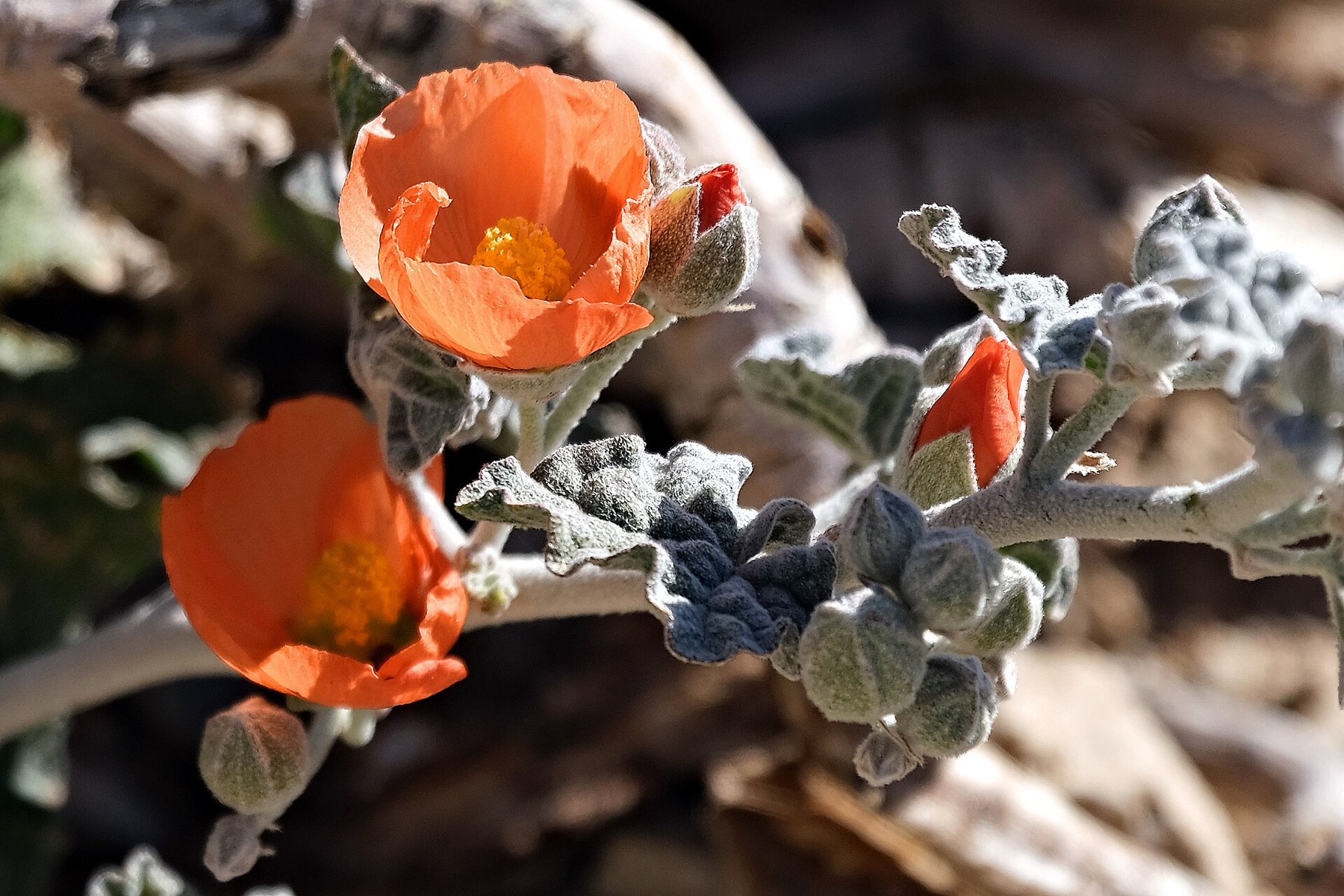 Apricot Globemallow — photo 5