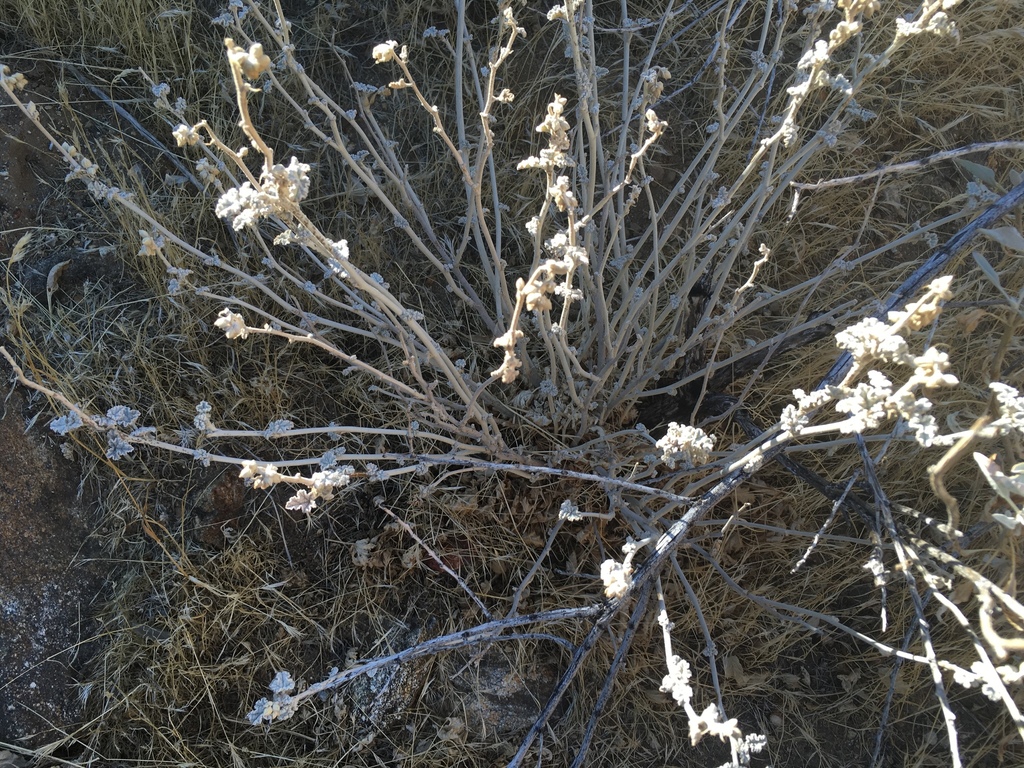Apricot Globemallow — photo 21