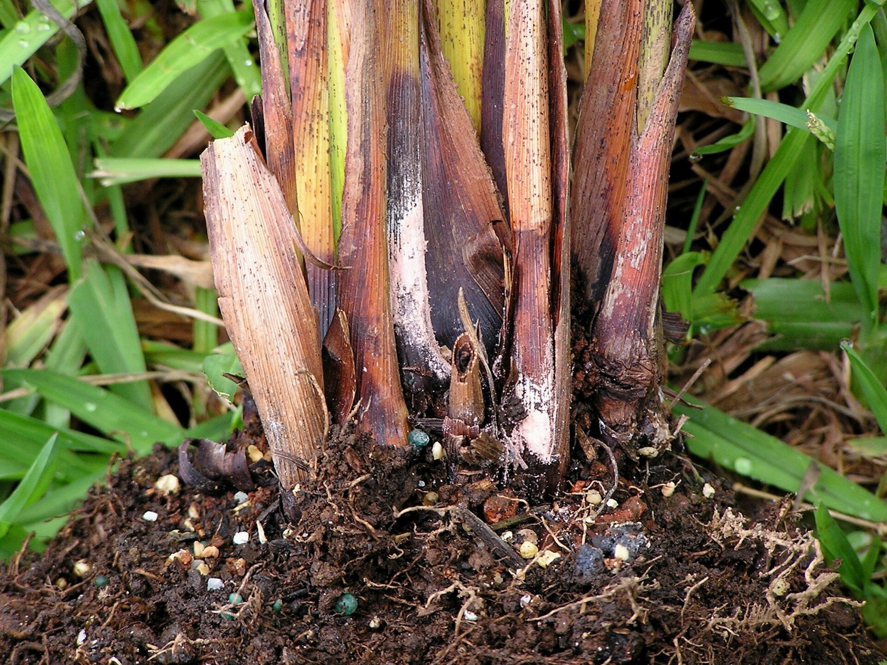Areca Palm — photo 6