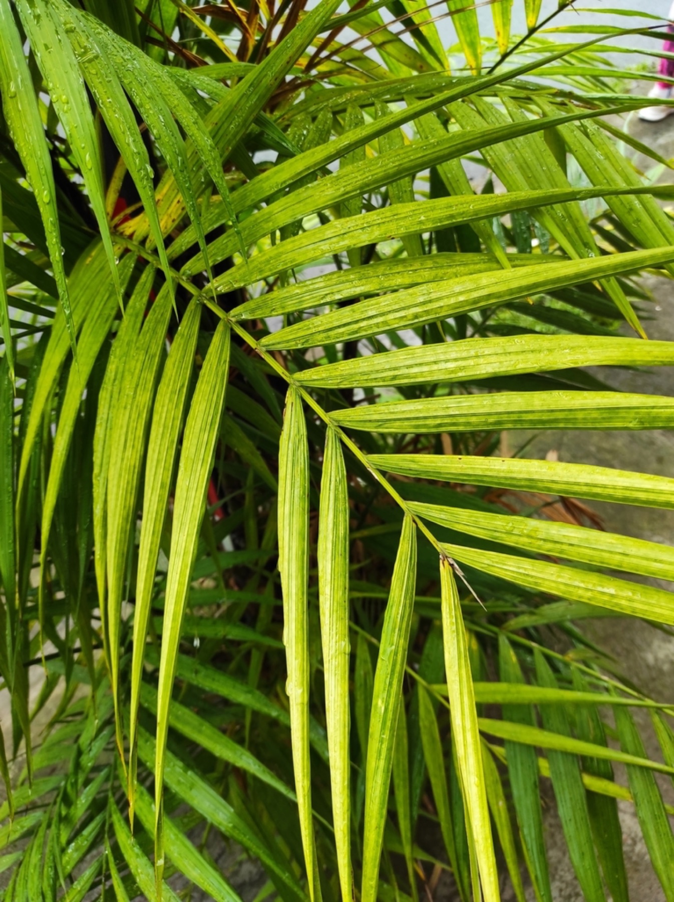 Areca Palm — photo 7