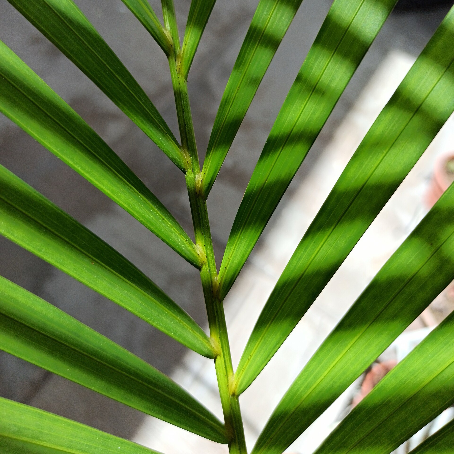 Areca Palm — photo 8