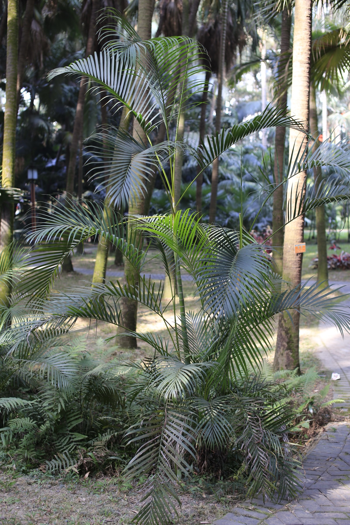Areca Palm — photo 9