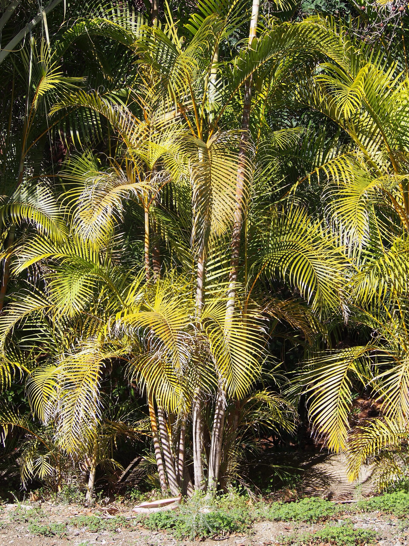 Areca Palm — photo 10