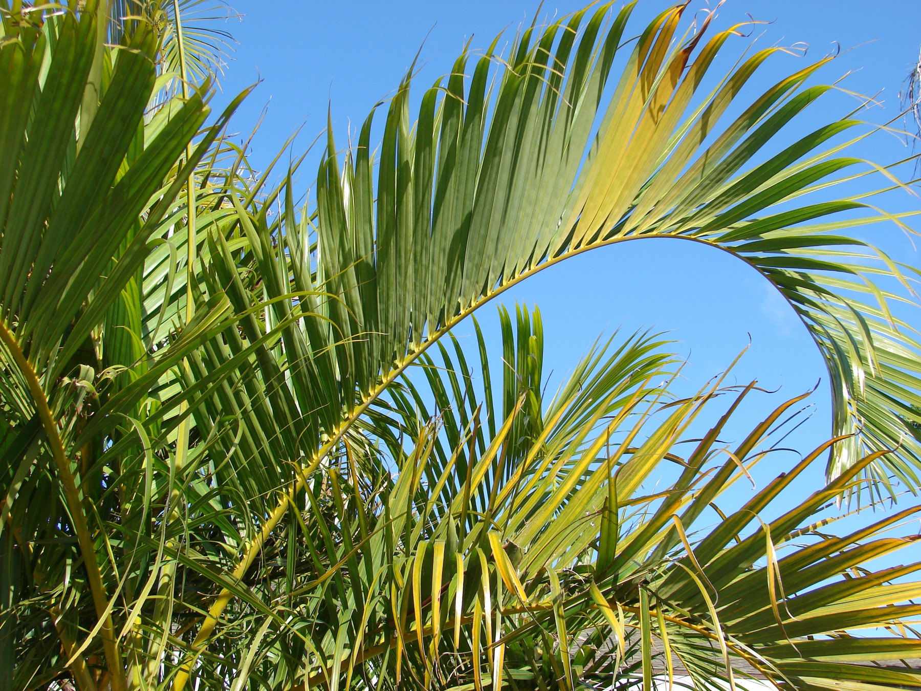 Areca Palm — photo 11