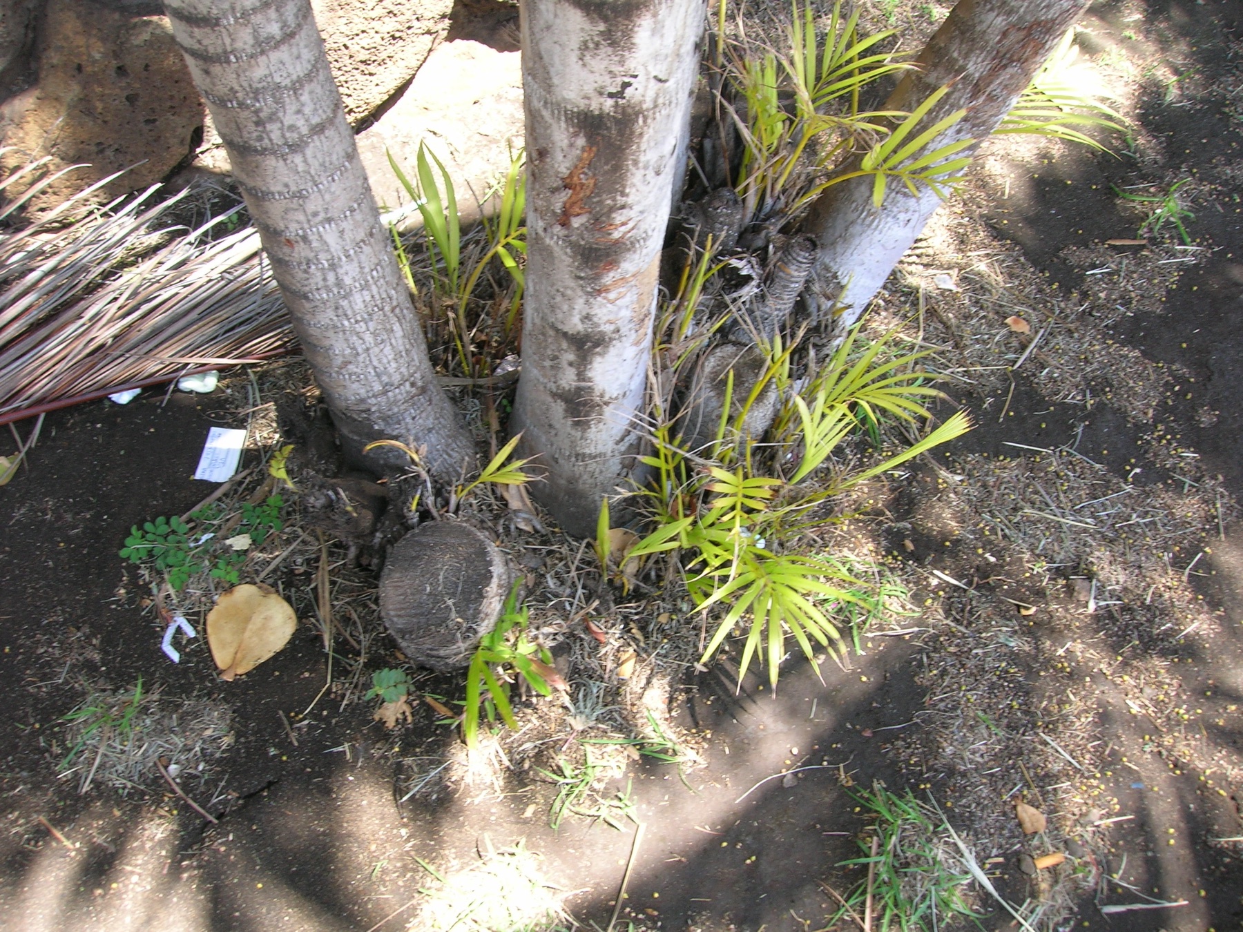 Areca Palm — photo 12