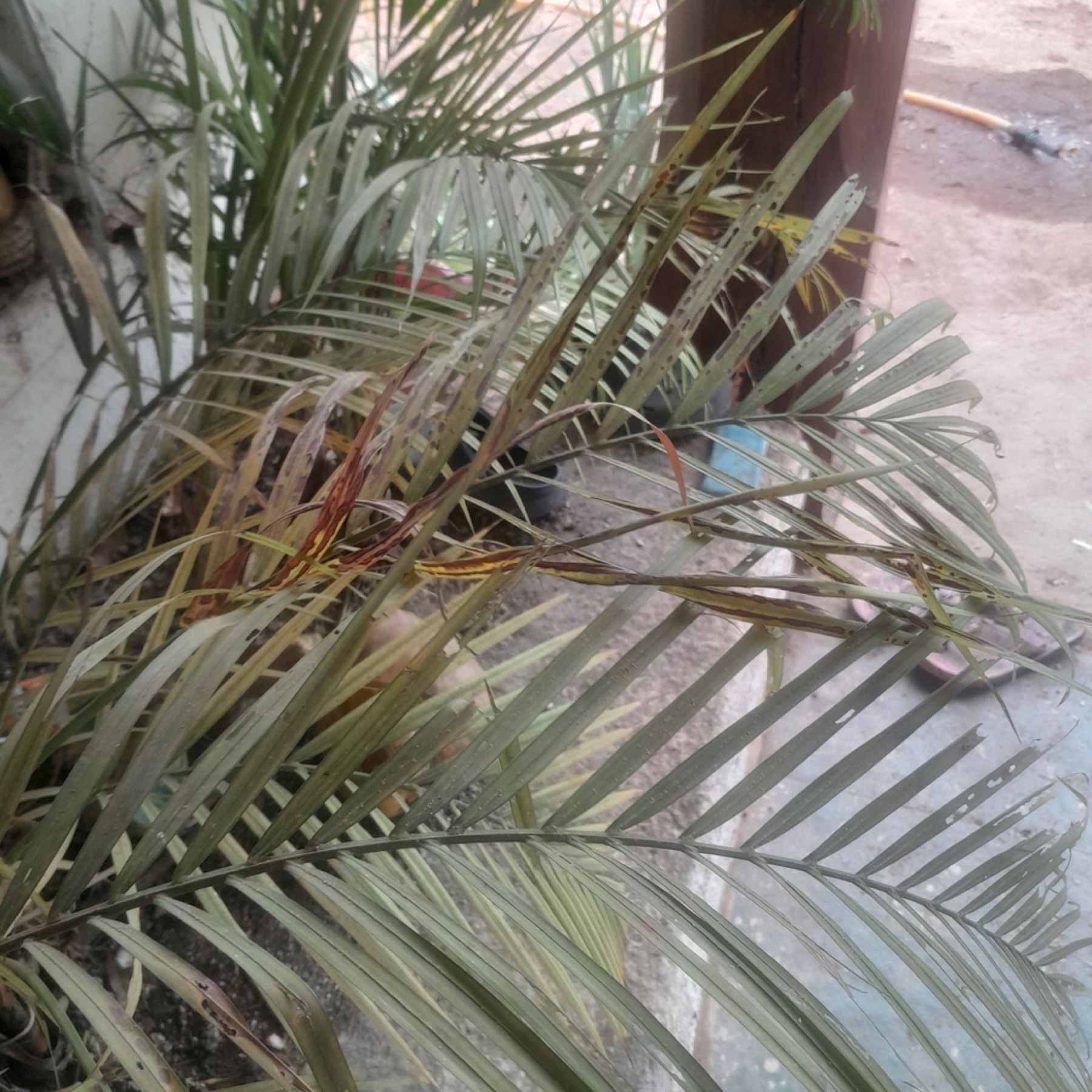 Areca Palm — photo 13