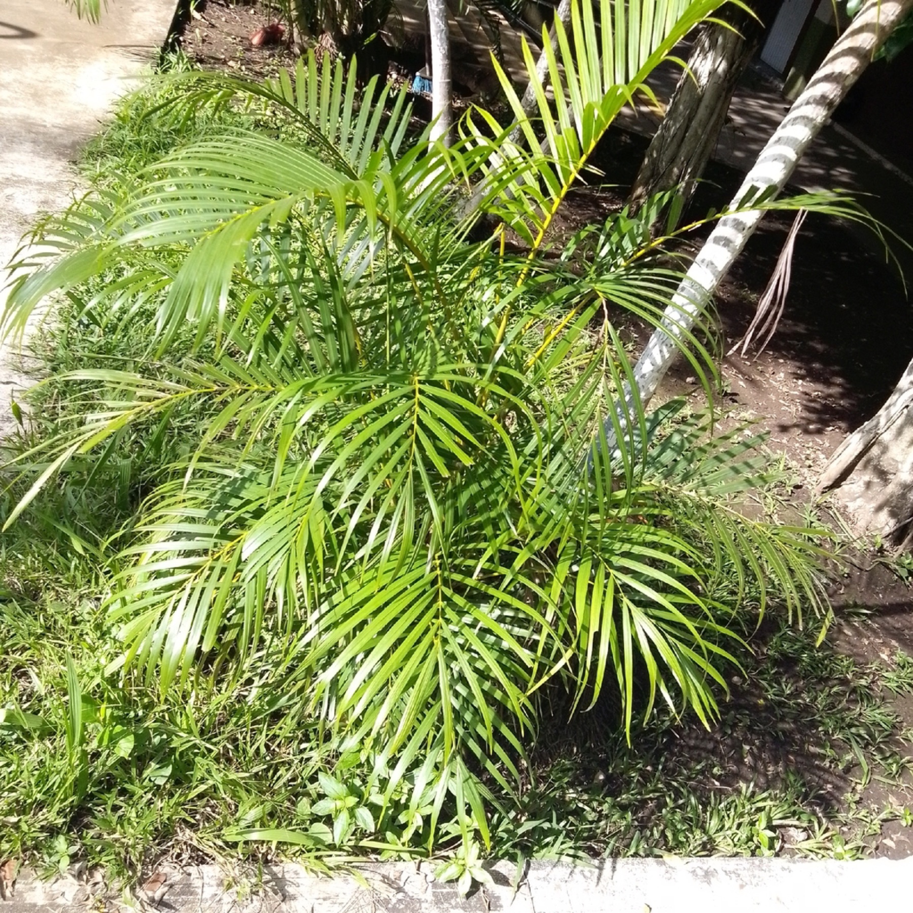 Areca Palm — photo 14