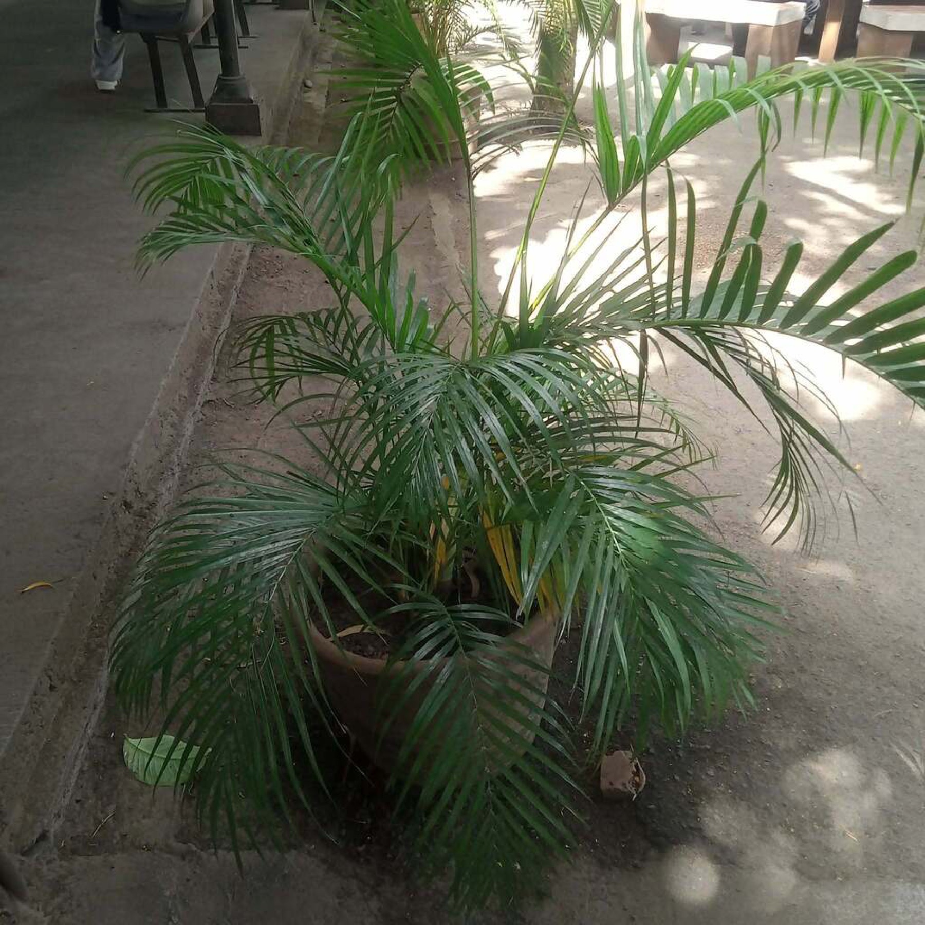 Areca Palm — photo 15