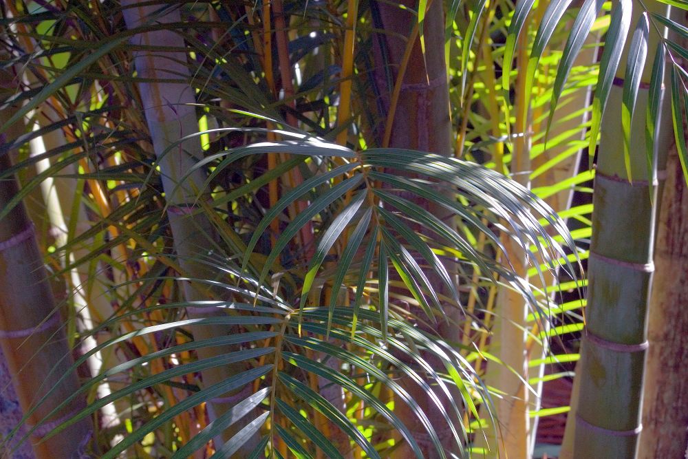 Areca Palm — photo 22