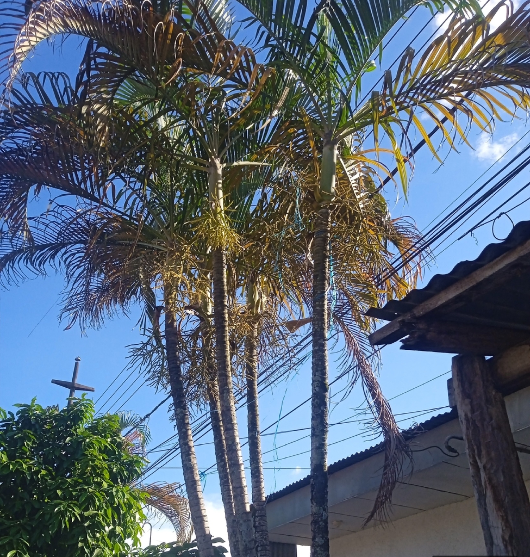 Areca Palm — photo 16