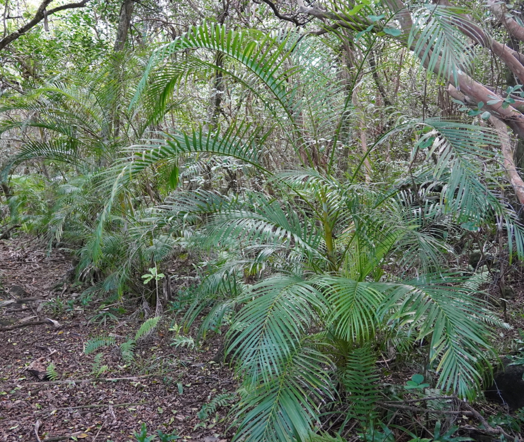 Areca Palm — photo 17