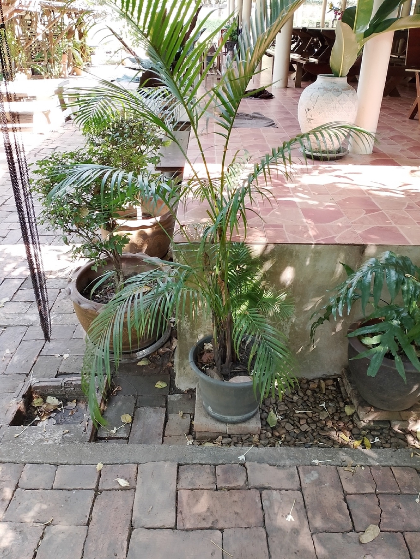 Areca Palm — photo 18