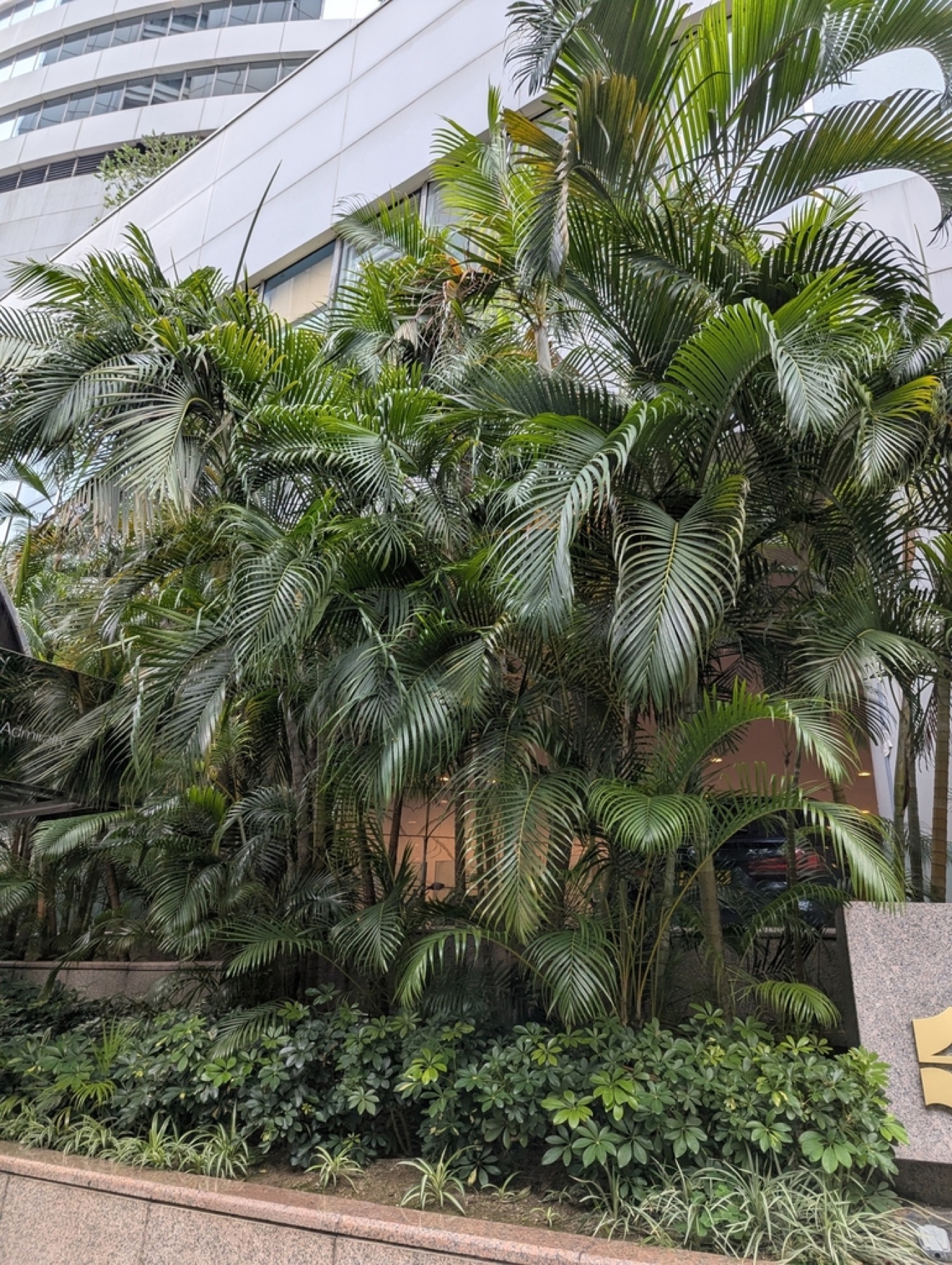 Areca Palm — photo 19