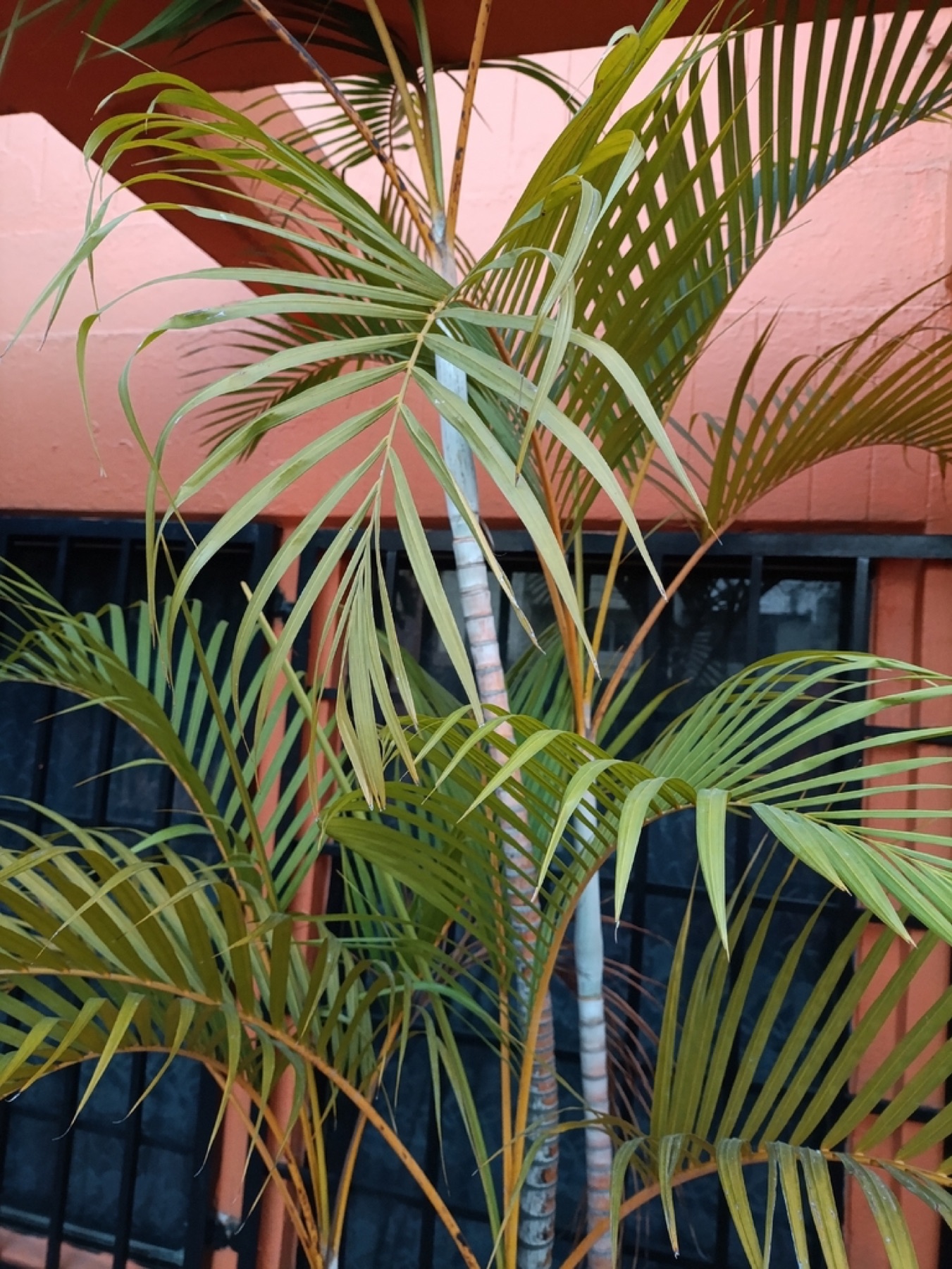 Areca Palm — photo 20